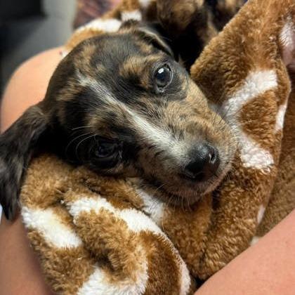 Enlarge Tippy Tuna, a Adoptable mixed breed in North Charleston, SC image 3/5