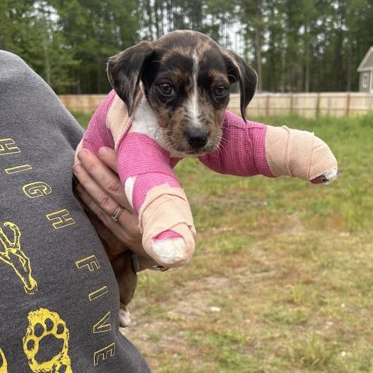 Enlarge Tippy Tuna, a Adoptable mixed breed in North Charleston, SC image 5/5