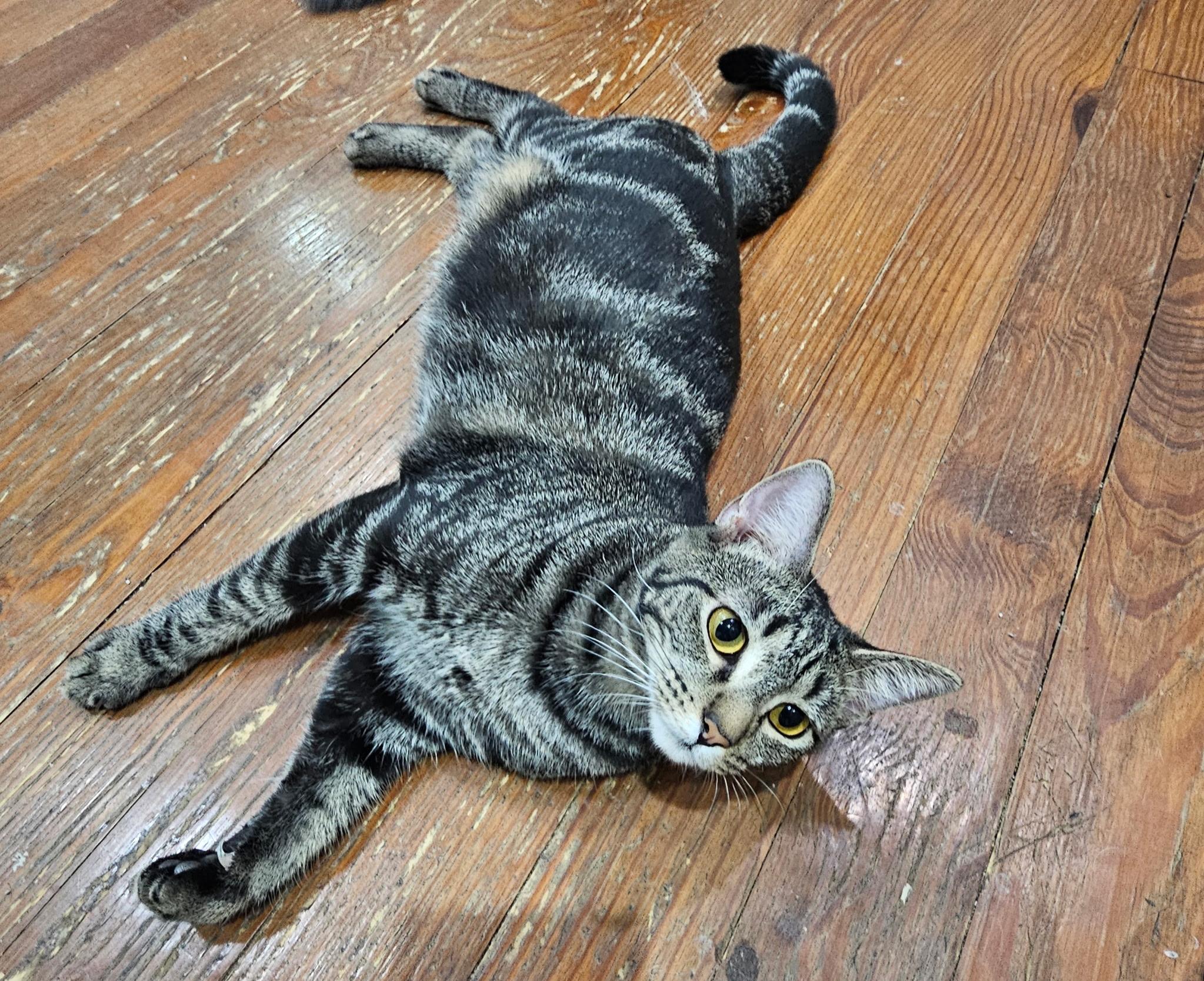 Zoe, Adoptable, Kitten Female Tabby.