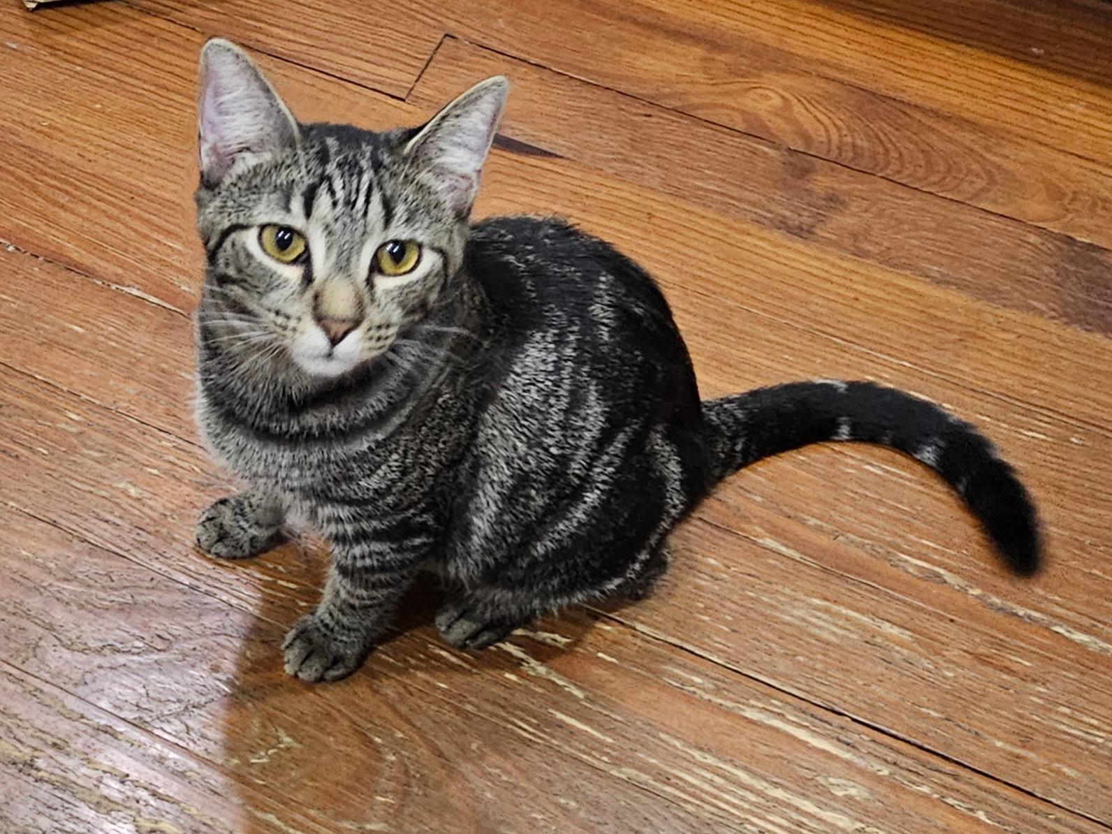 Zoe, Adoptable, Kitten Female Tabby.
