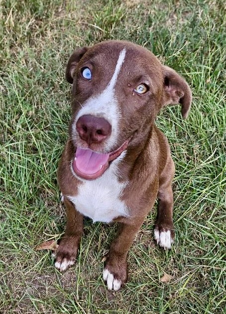 Enlarge Hope, a Adoptable mixed breed in Seattle, WA image 2/6