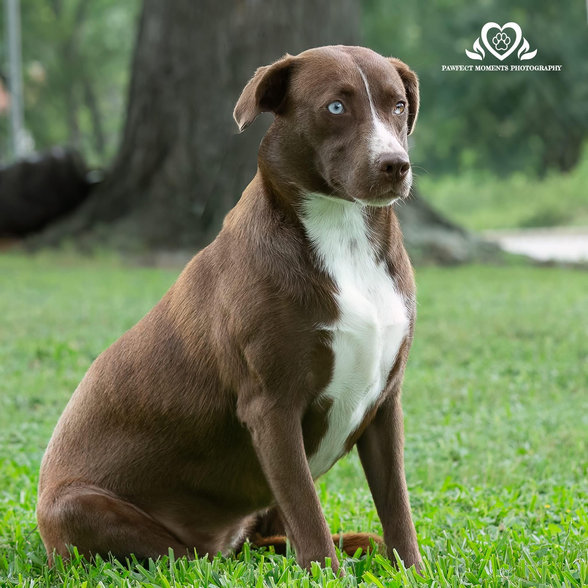 Enlarge Hope, a Adoptable mixed breed in Seattle, WA image 6/6