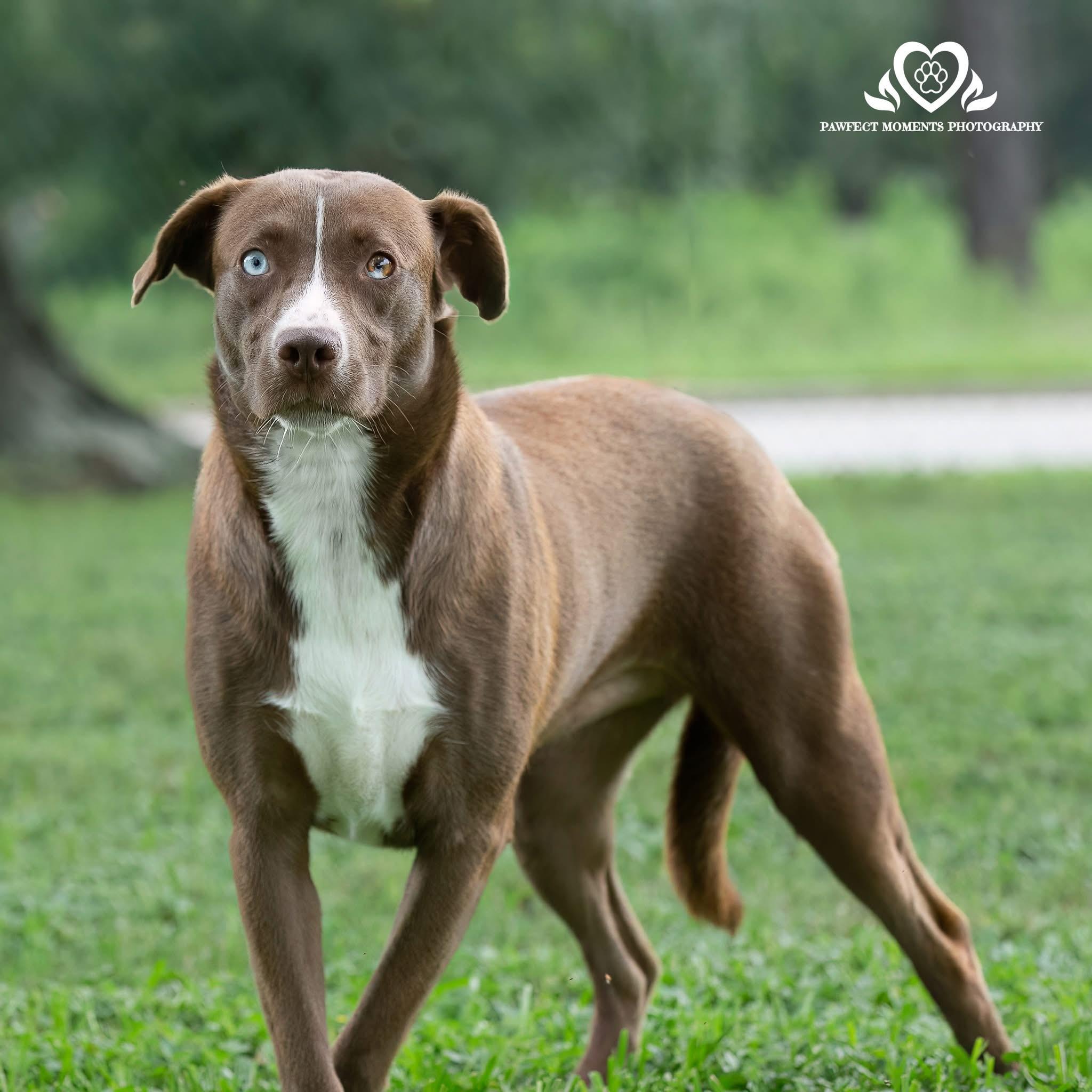 Enlarge Hope, a Adoptable mixed breed in Seattle, WA image 5/6