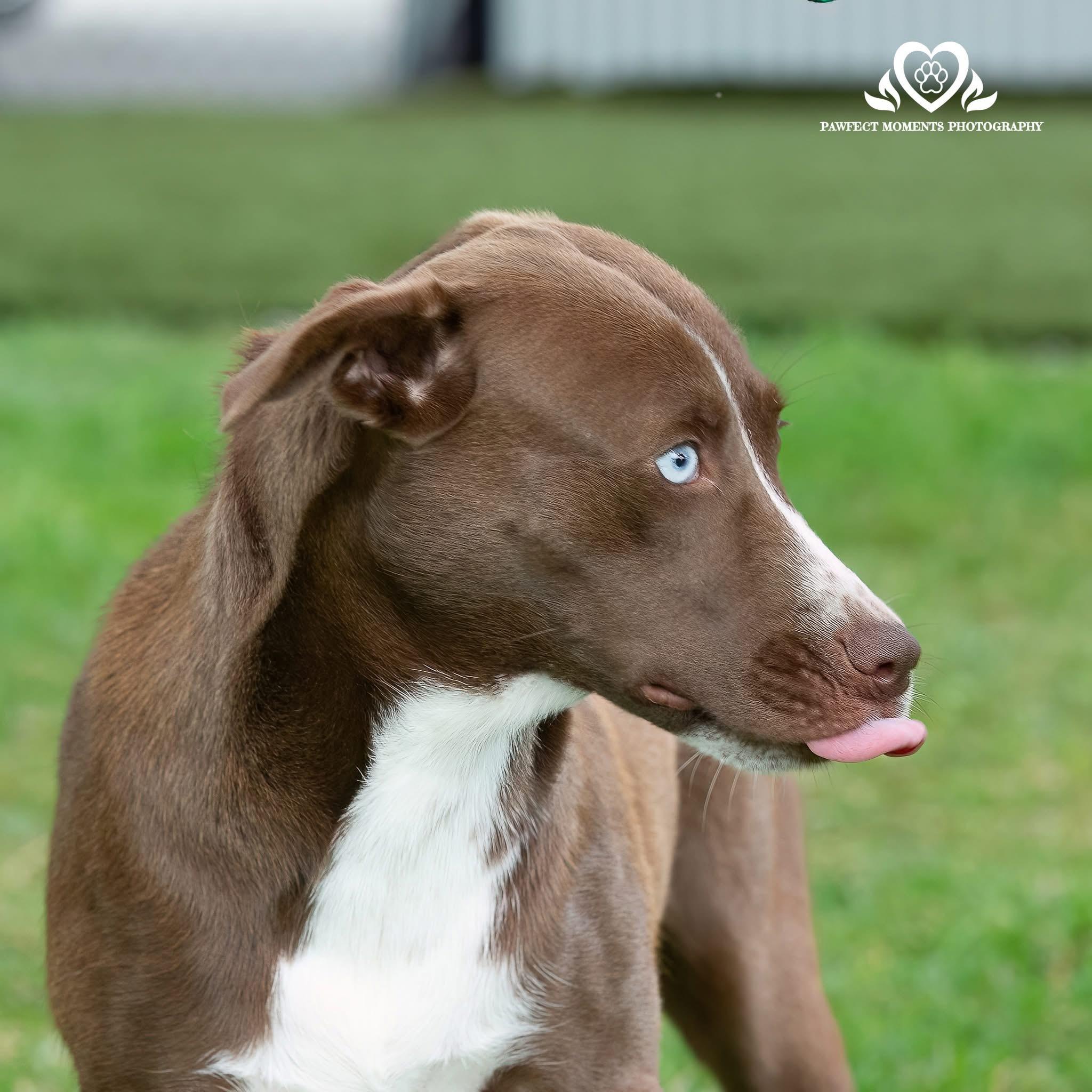 Enlarge Hope, a Adoptable mixed breed in Seattle, WA image 3/6