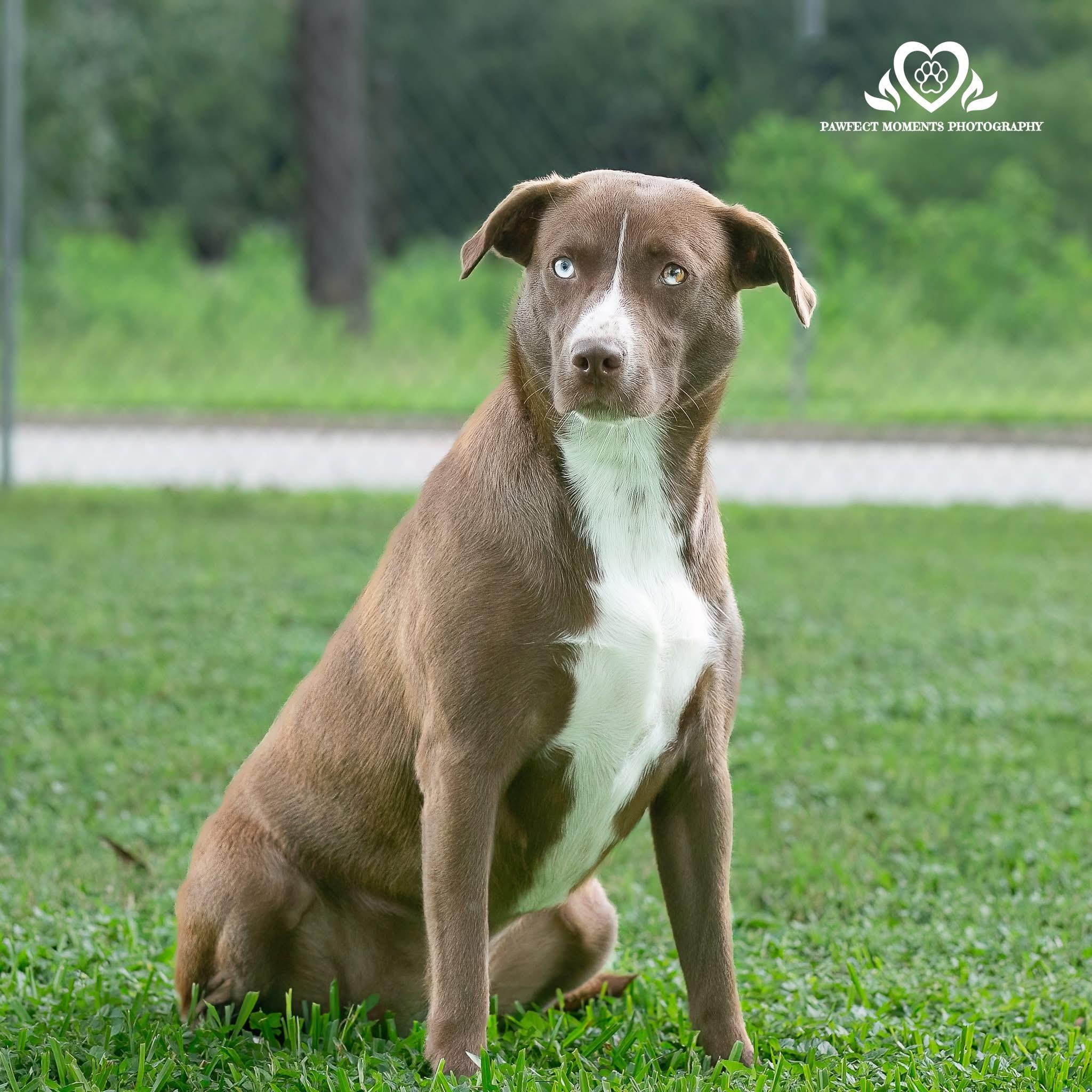 Enlarge Hope, a Adoptable mixed breed in Seattle, WA image 4/6