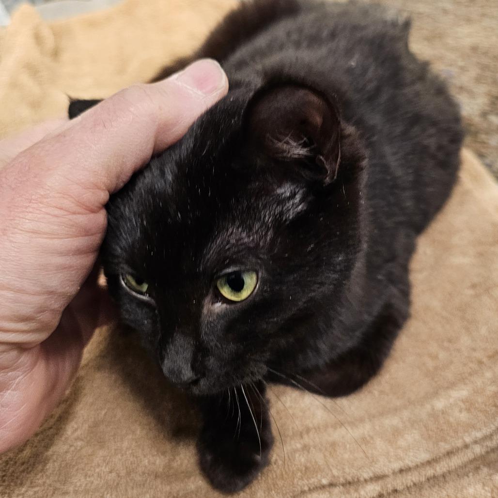 Shirley, Adoptable, Kitten Female Domestic Short Hair.