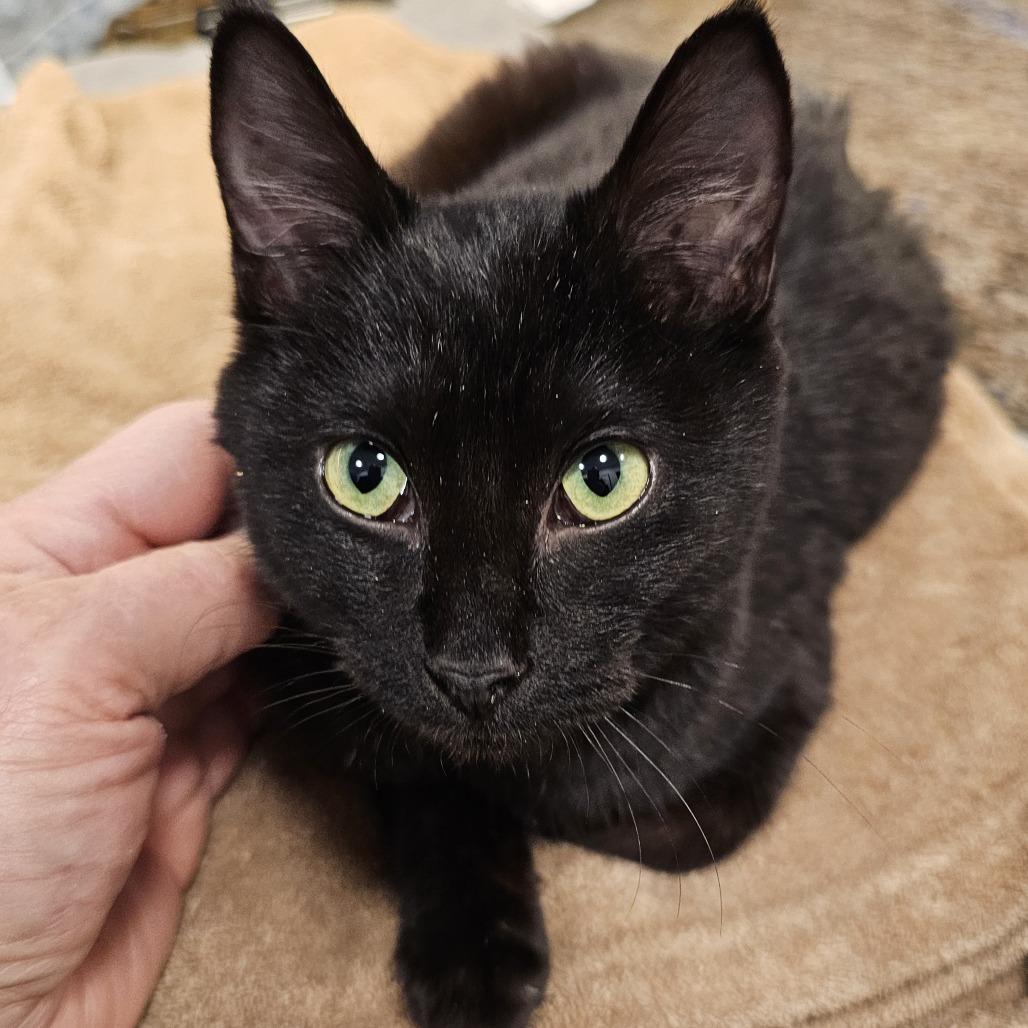 Enlarge Shirley, a Adoptable Domestic Short Hair in Hailey, ID image 2/2