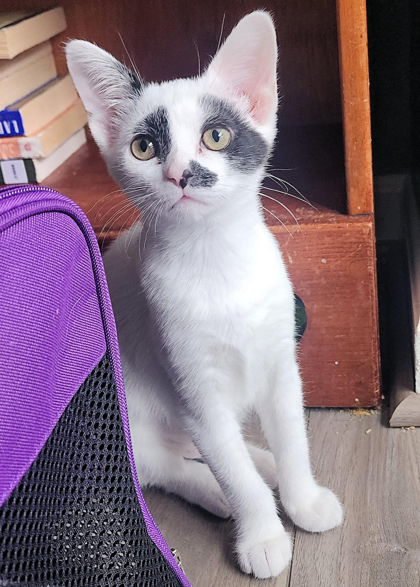 Artemis and Apollo