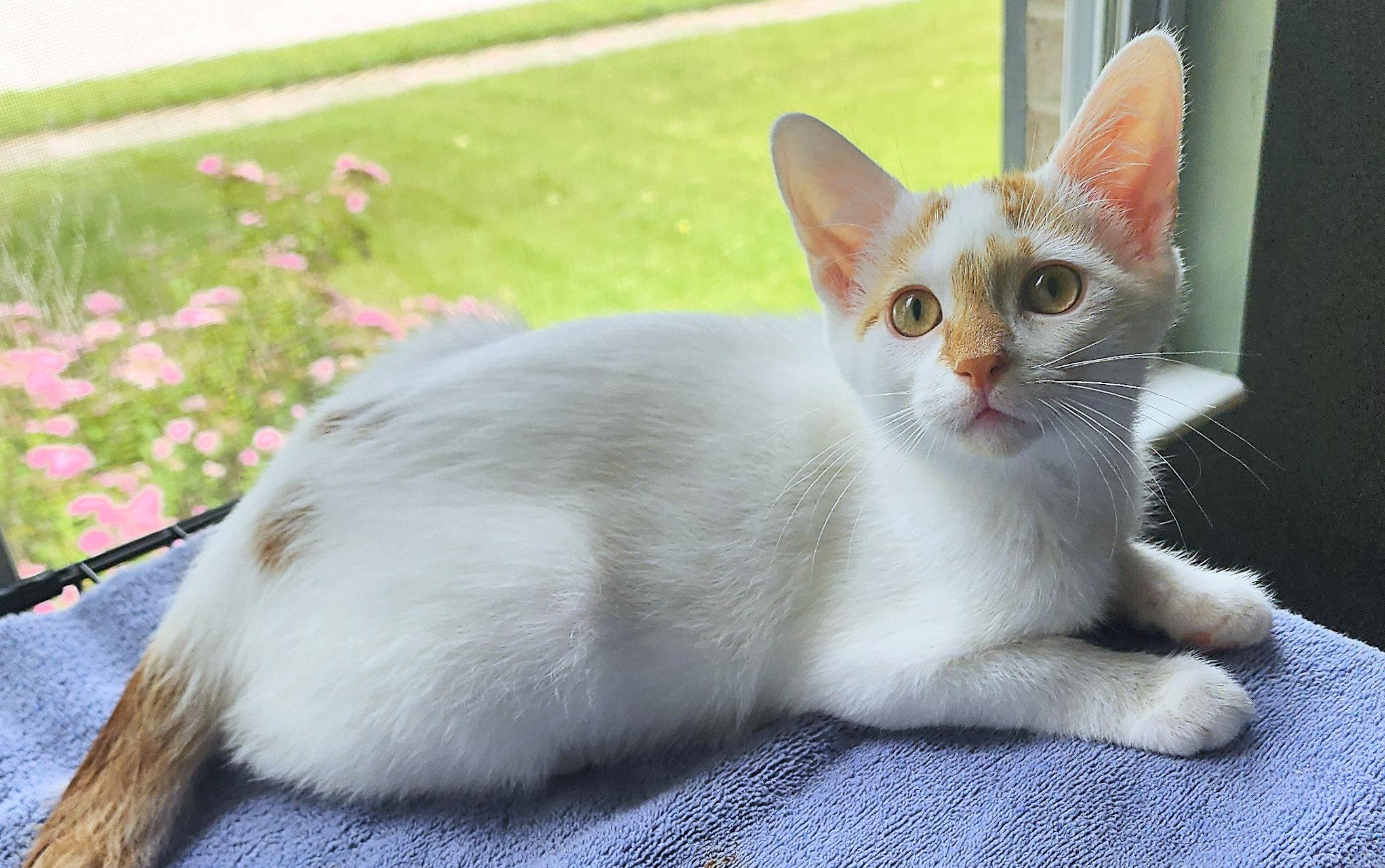 Artemis and Apollo