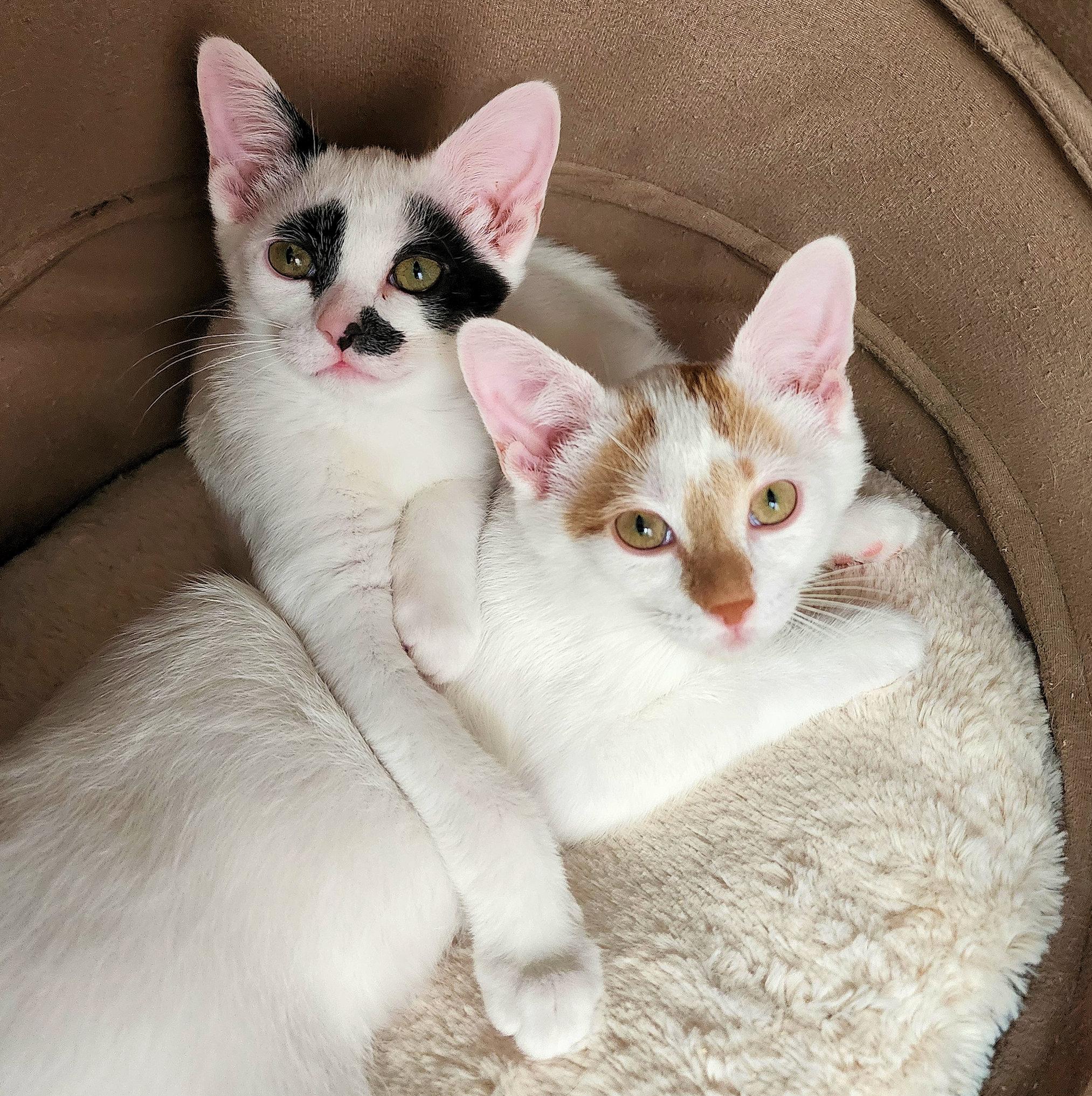 Artemis and Apollo