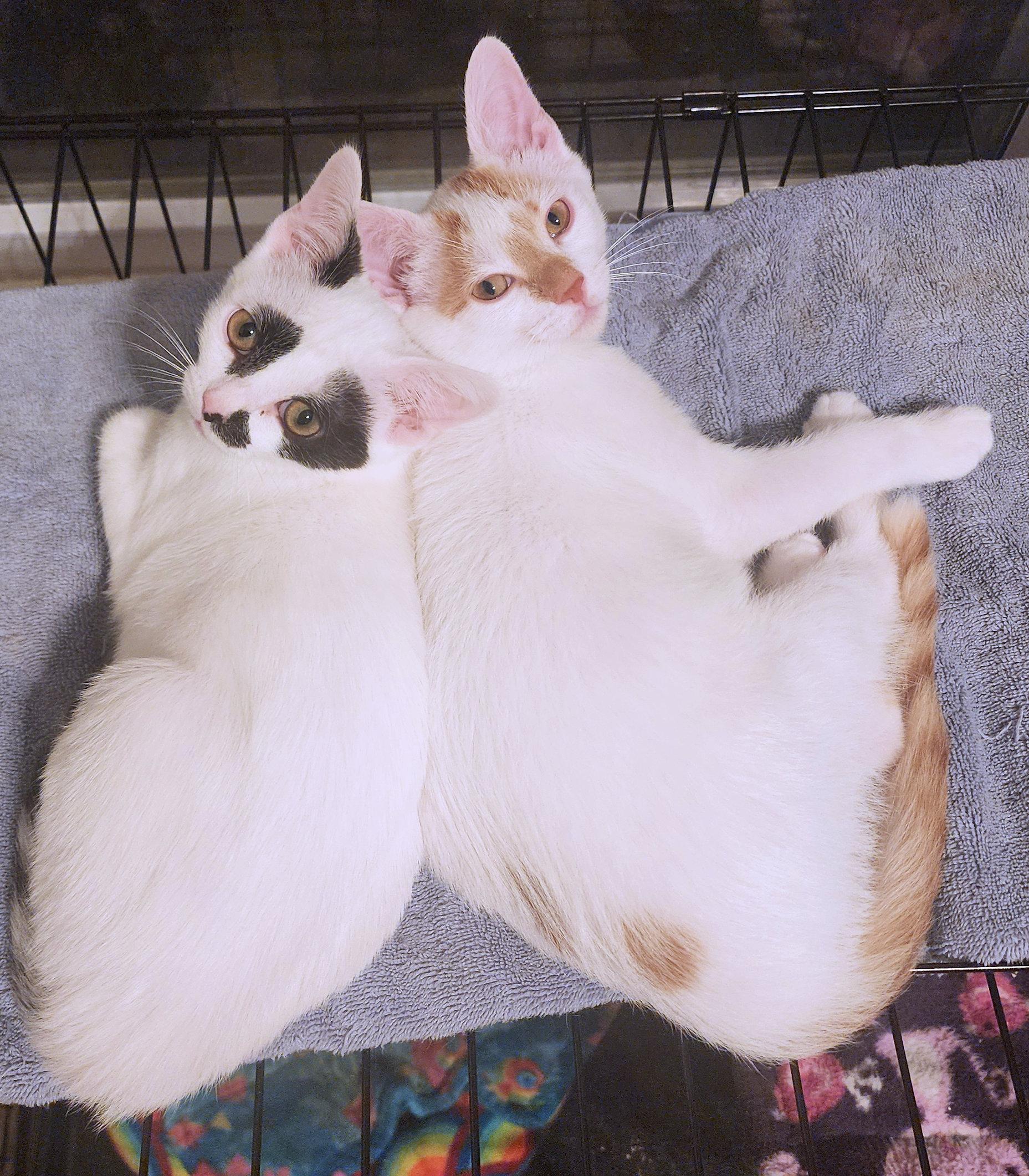 Artemis and Apollo