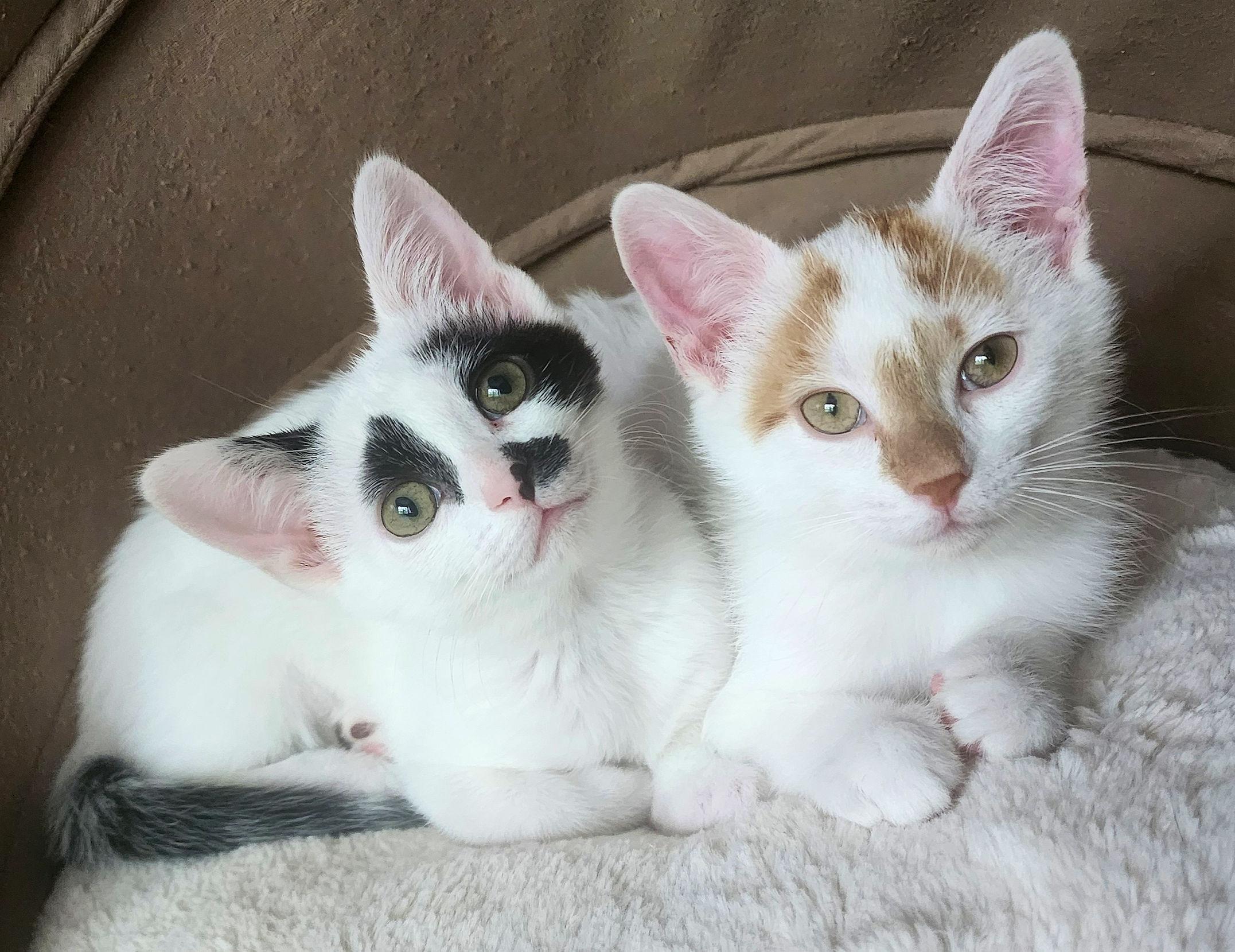 Artemis and Apollo