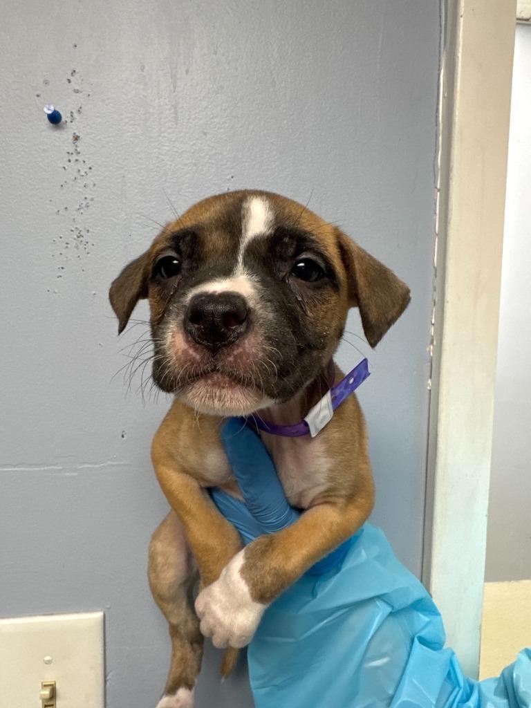 Enlarge Stacey Carosi, a Adoptable mixed breed in Chillicothe, OH image 1/1