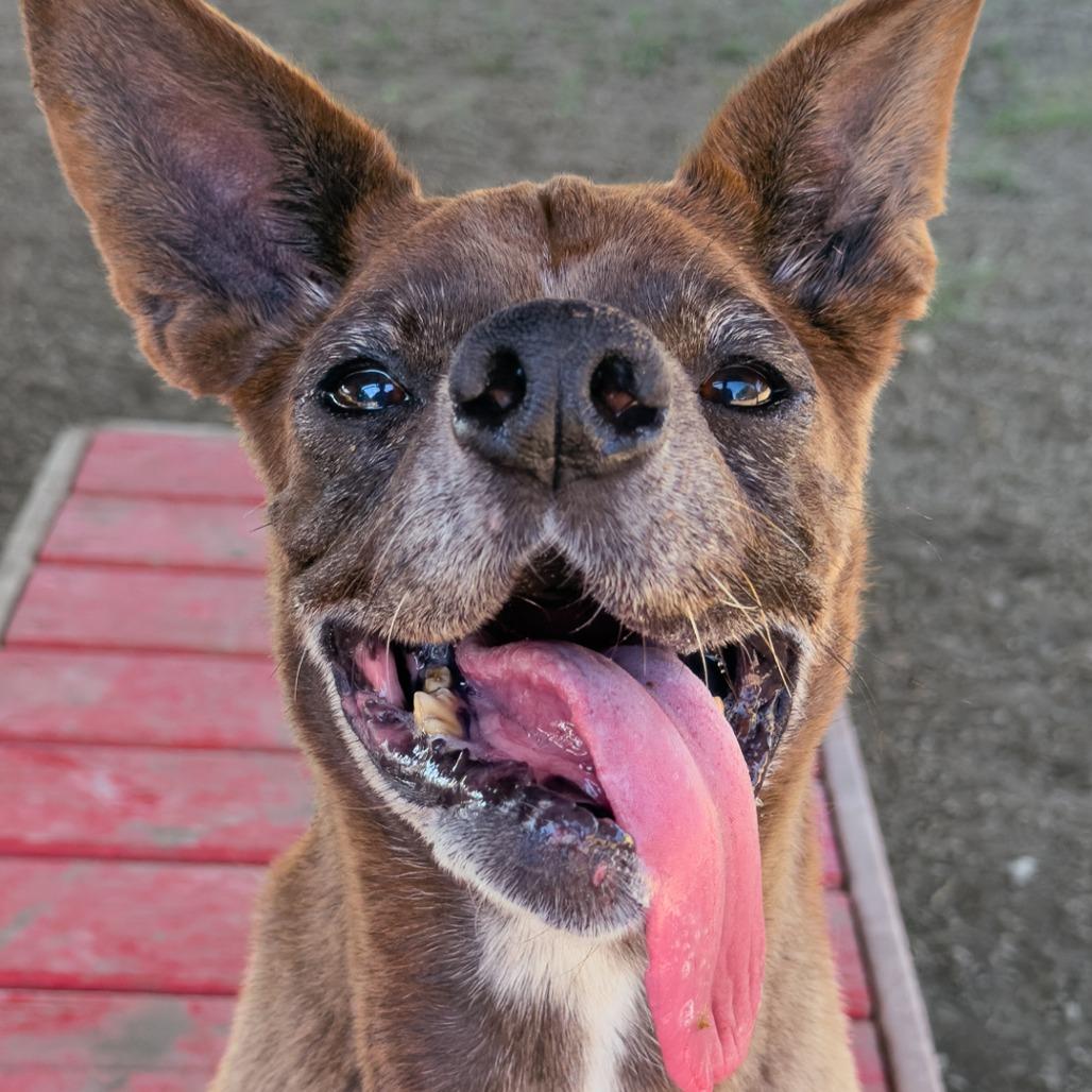 Enlarge J.T., a Adoptable mixed breed in Leander, TX image 1/1