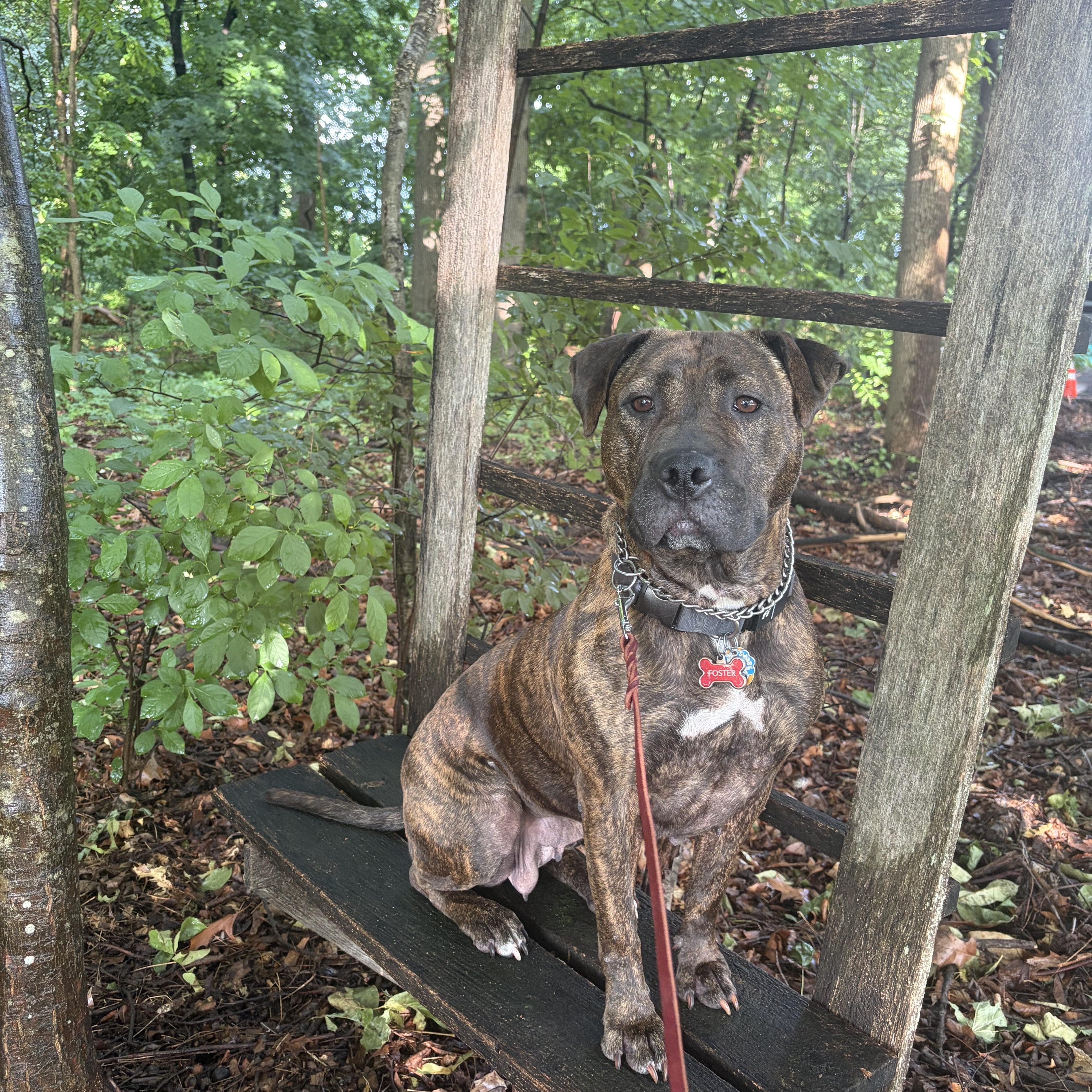 Enlarge Cameron, a Adoptable mixed breed in Essex, MD image 3/5
