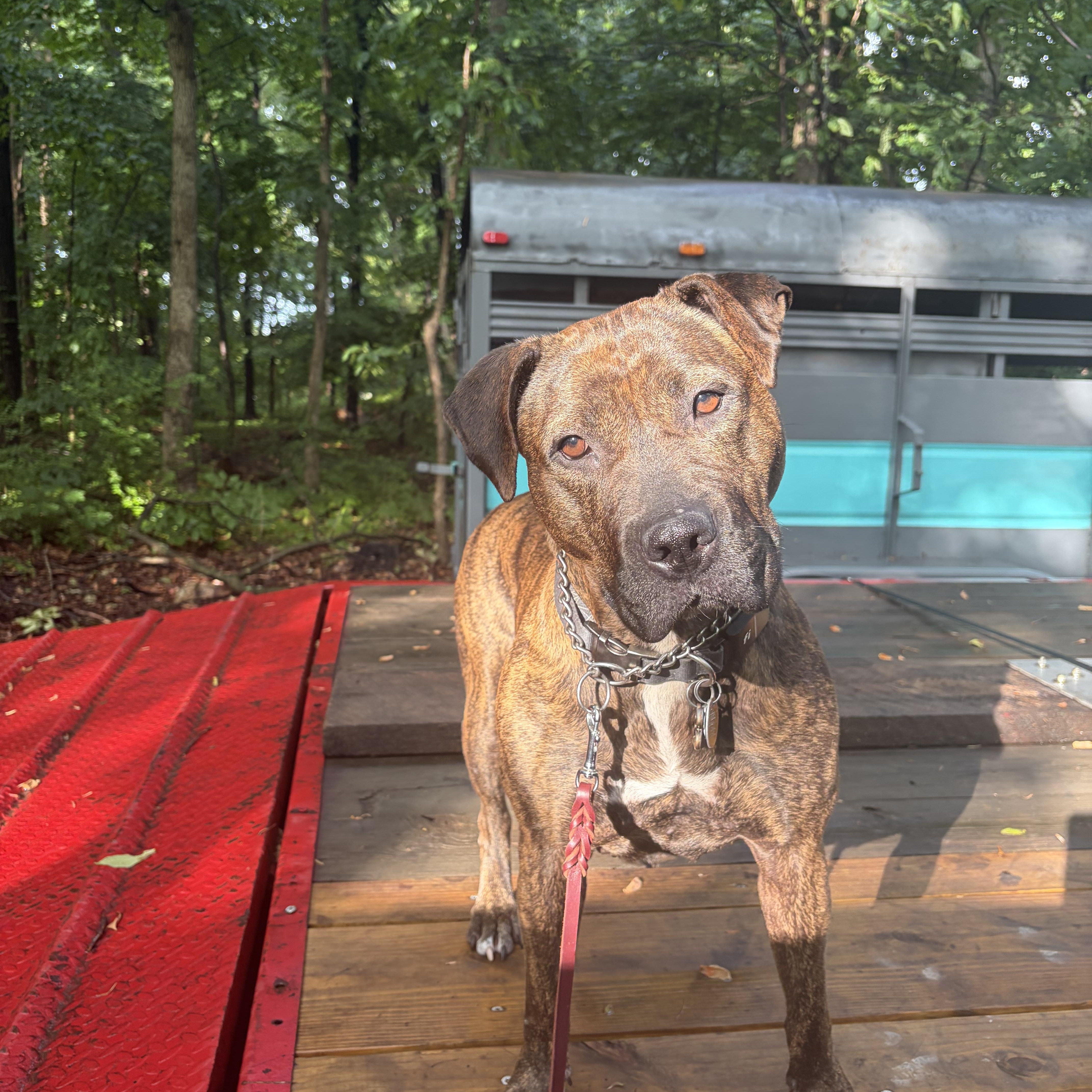 Enlarge Cameron, a Adoptable mixed breed in Essex, MD image 5/5