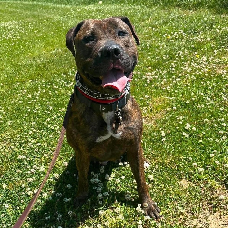Cameron, a Adoptable mixed breed in Essex, MD image 1/6