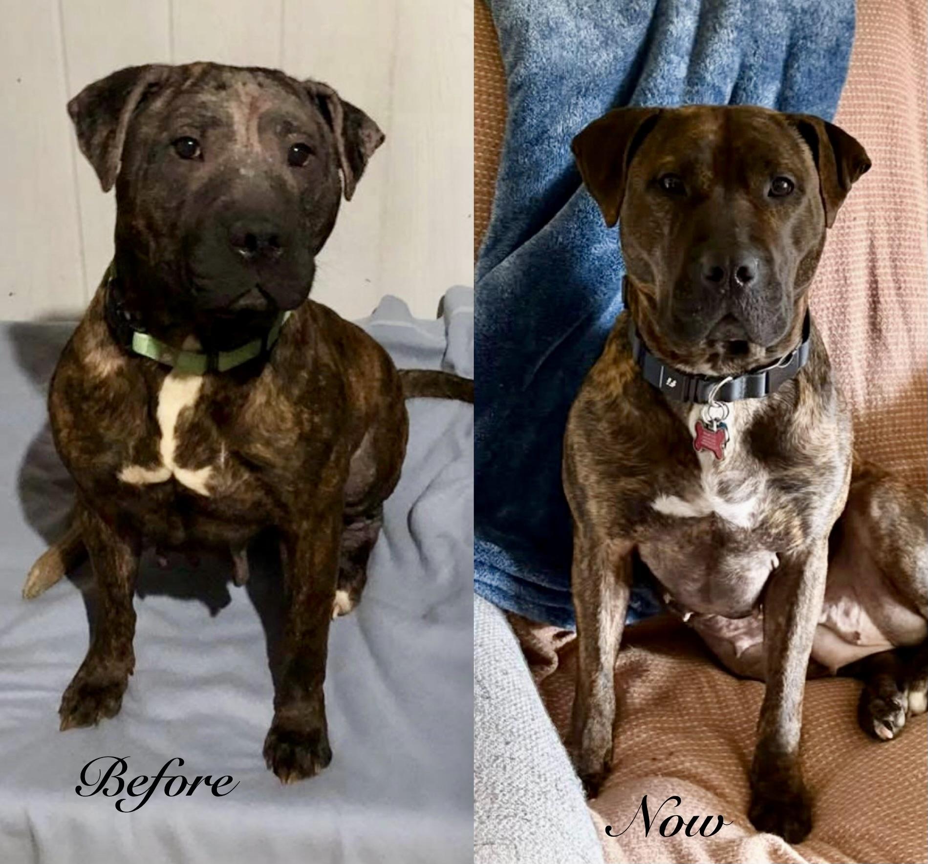 Enlarge Cameron, a Adoptable mixed breed in Essex, MD image 2/6