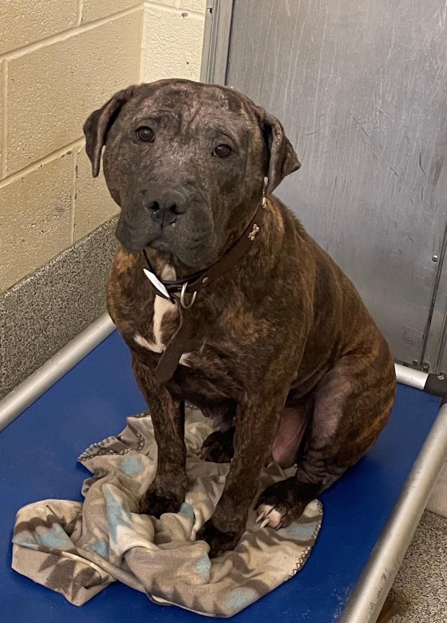 Enlarge Cameron, a Adoptable mixed breed in Essex, MD image 3/5