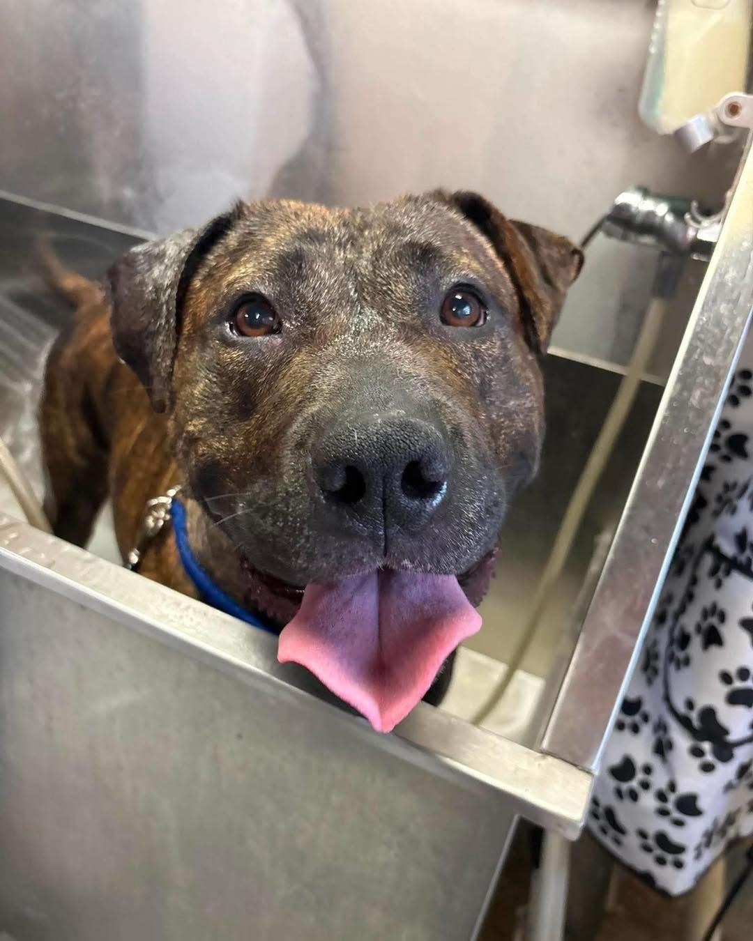 Cameron, a Adoptable mixed breed in Essex, MD image 6/6