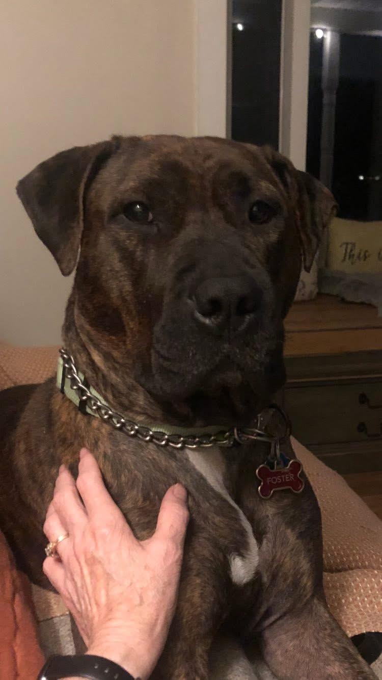 Enlarge Cameron, a Adoptable mixed breed in Essex, MD image 6/6