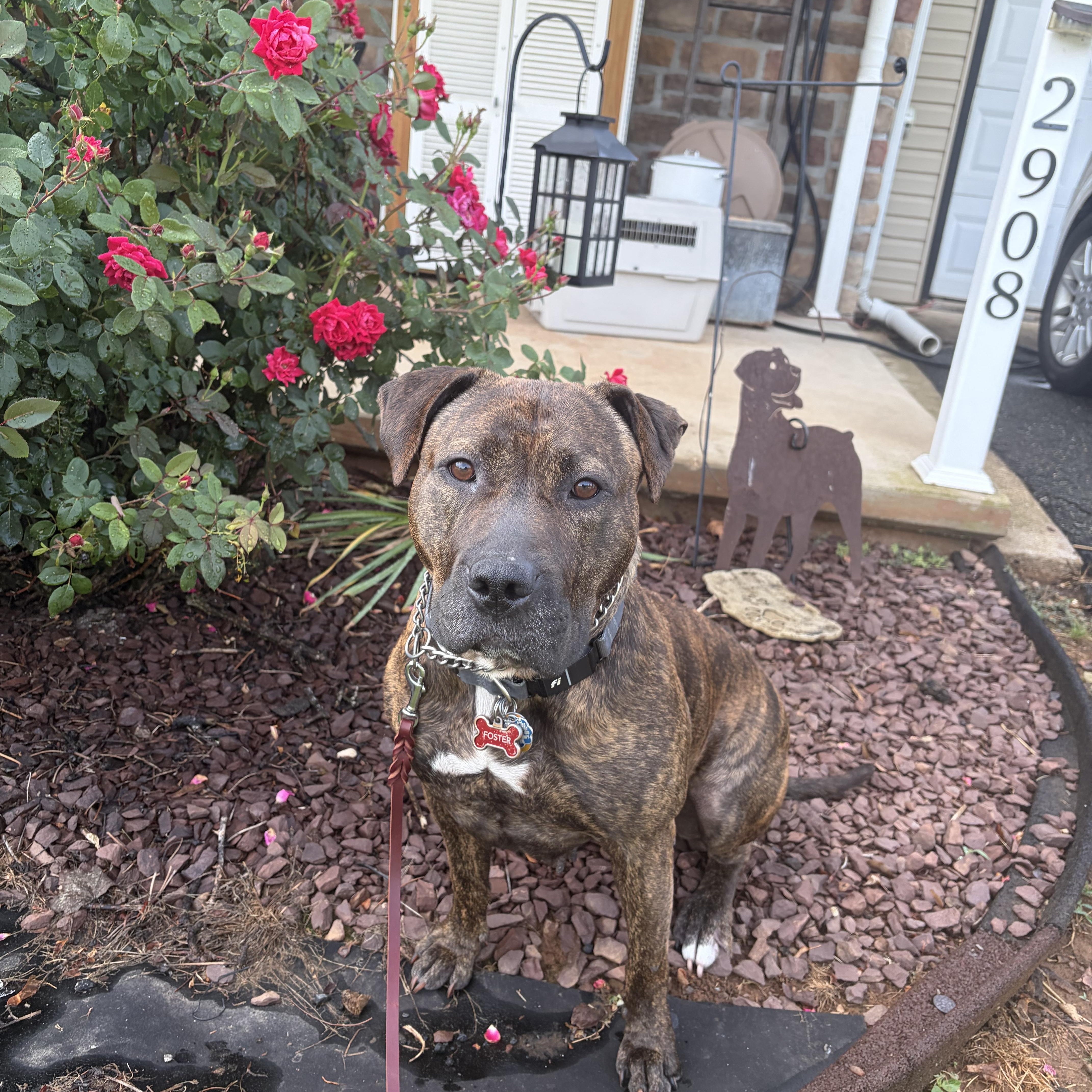 Enlarge Cameron, a Adoptable mixed breed in Essex, MD image 4/5