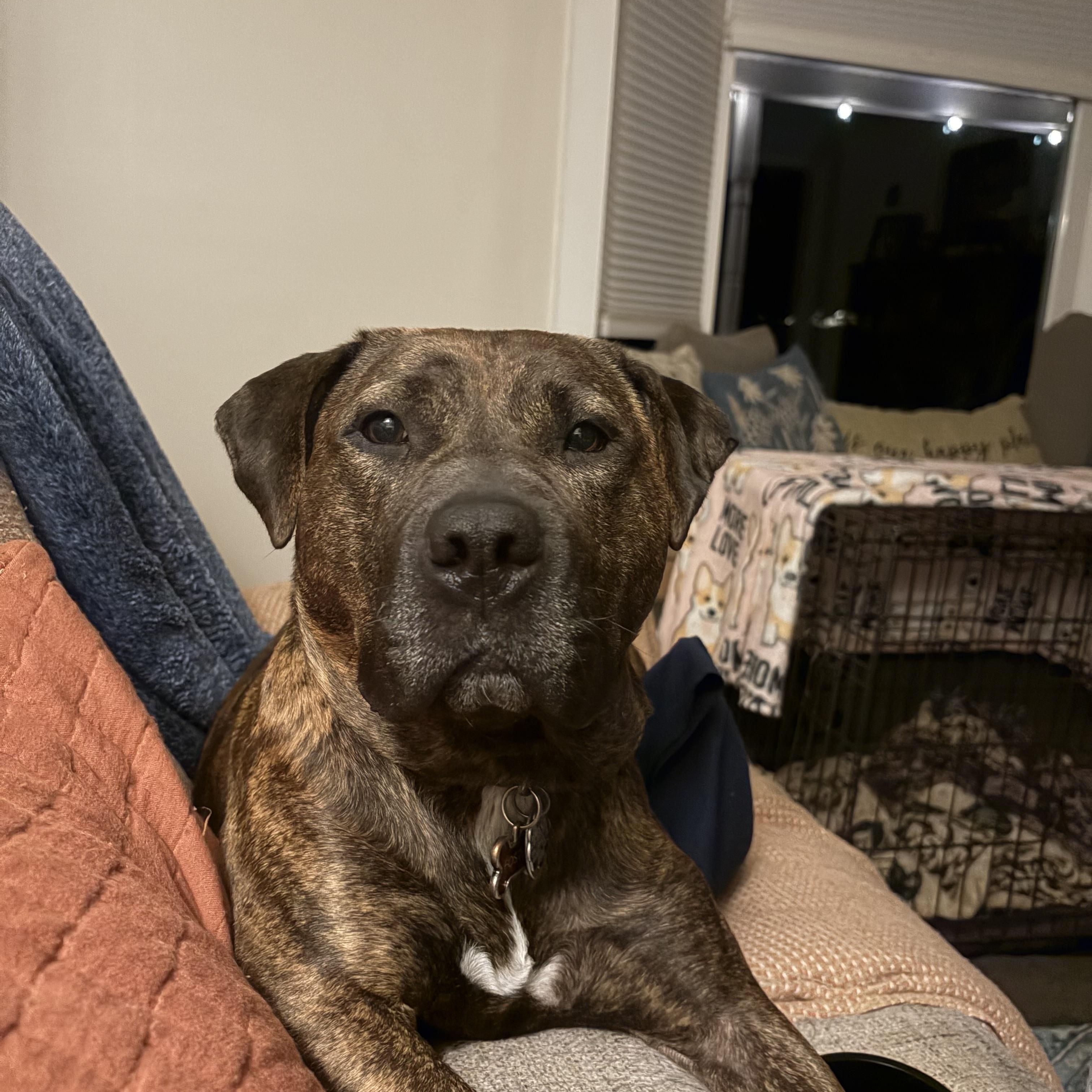 Enlarge Cameron, a Adoptable mixed breed in Essex, MD image 2/5