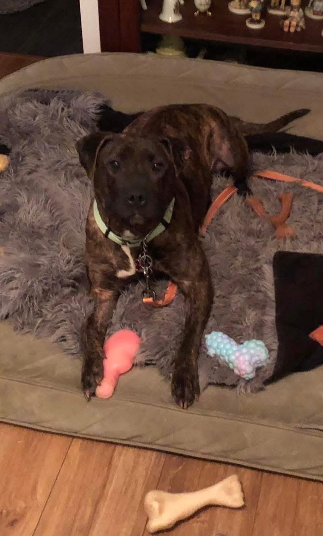 Enlarge Cameron, a Adoptable mixed breed in Essex, MD image 2/5