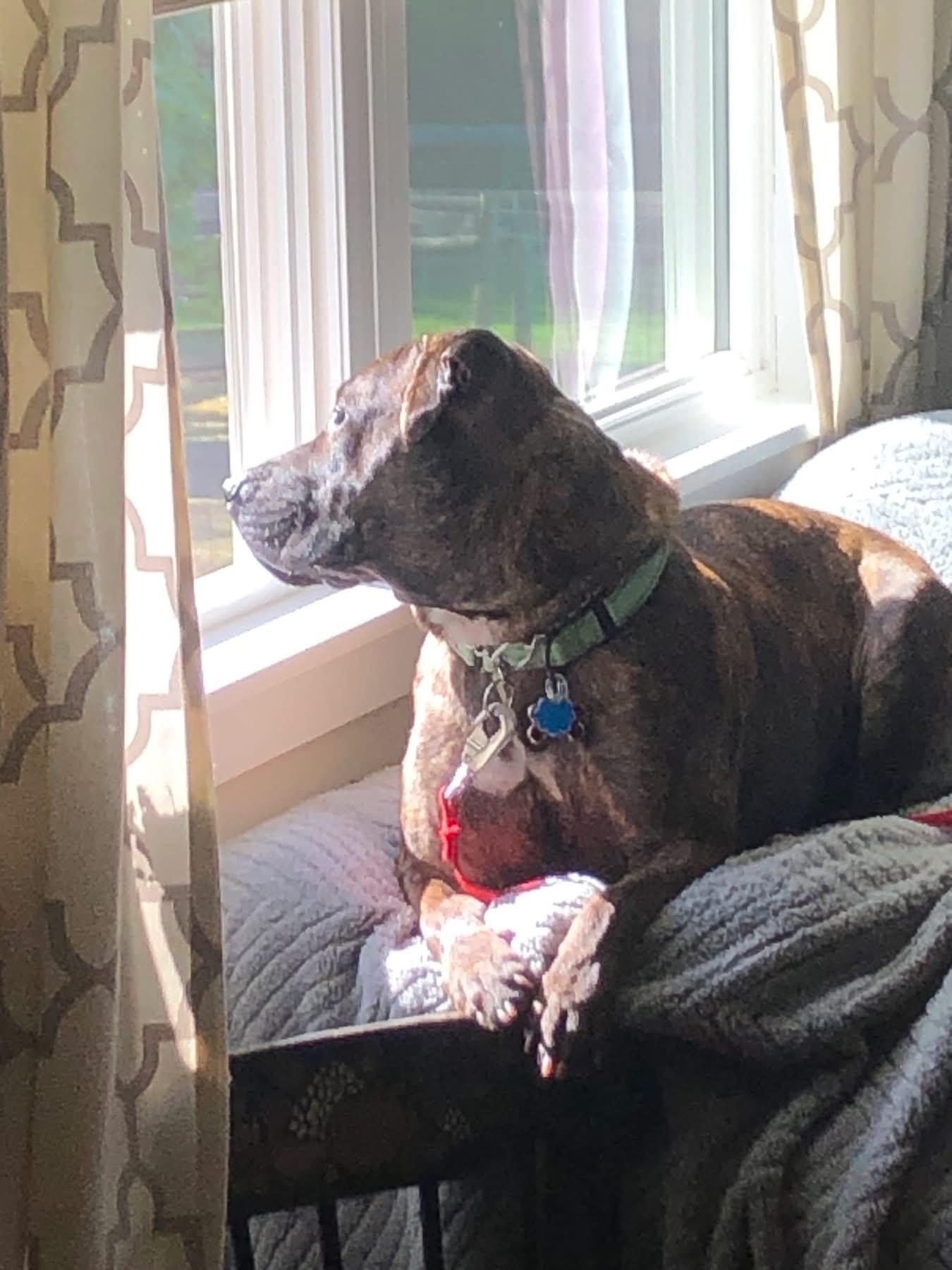 Enlarge Cameron, a Adoptable mixed breed in Essex, MD image 5/5