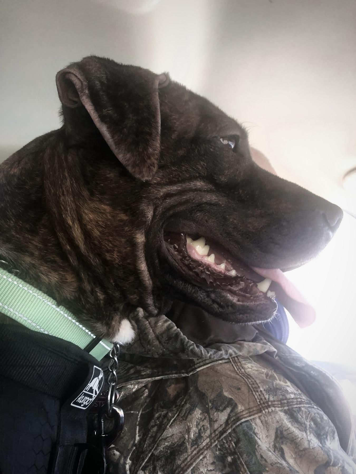 Enlarge Cameron, a Adoptable mixed breed in Essex, MD image 1/5