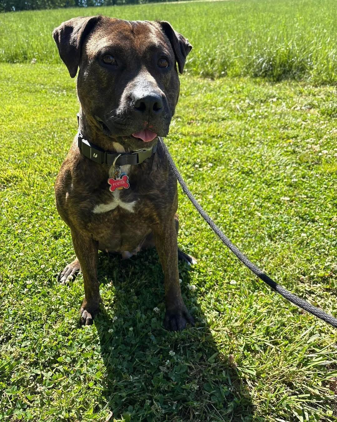 Cameron, a Adoptable mixed breed in Essex, MD image 5/6
