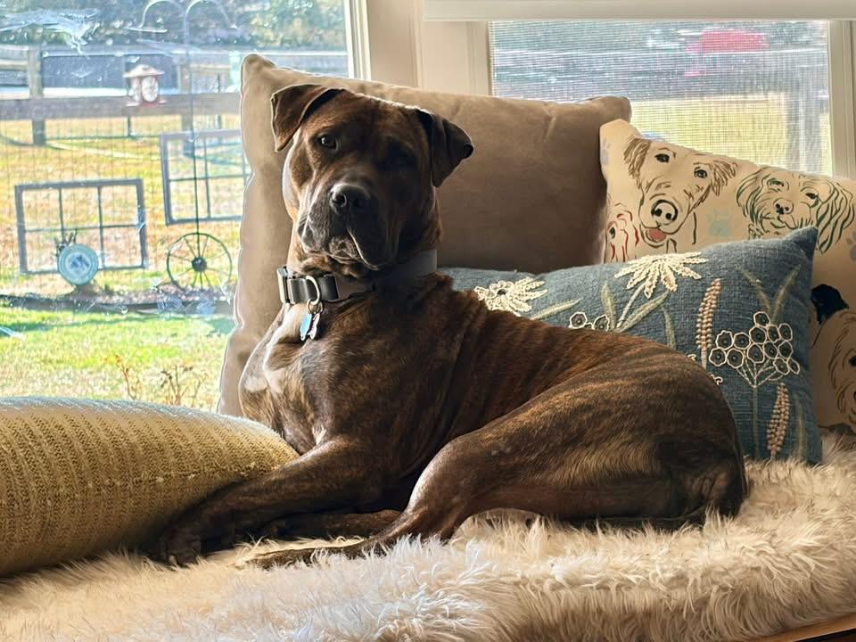 Enlarge Cameron, a Adoptable mixed breed in Essex, MD image 1/6