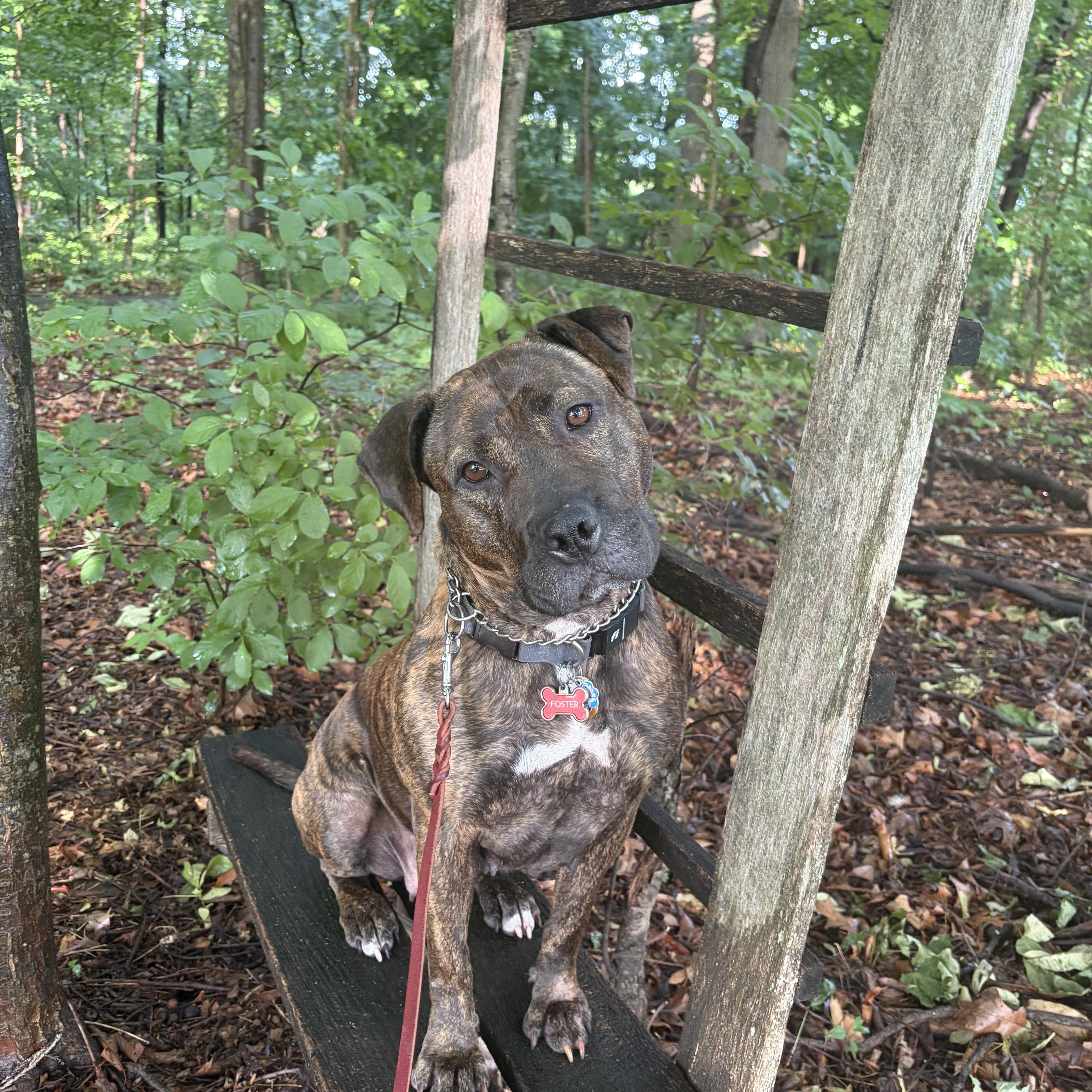 Cameron, Adoptable, Adult Female Pit Bull Terrier.