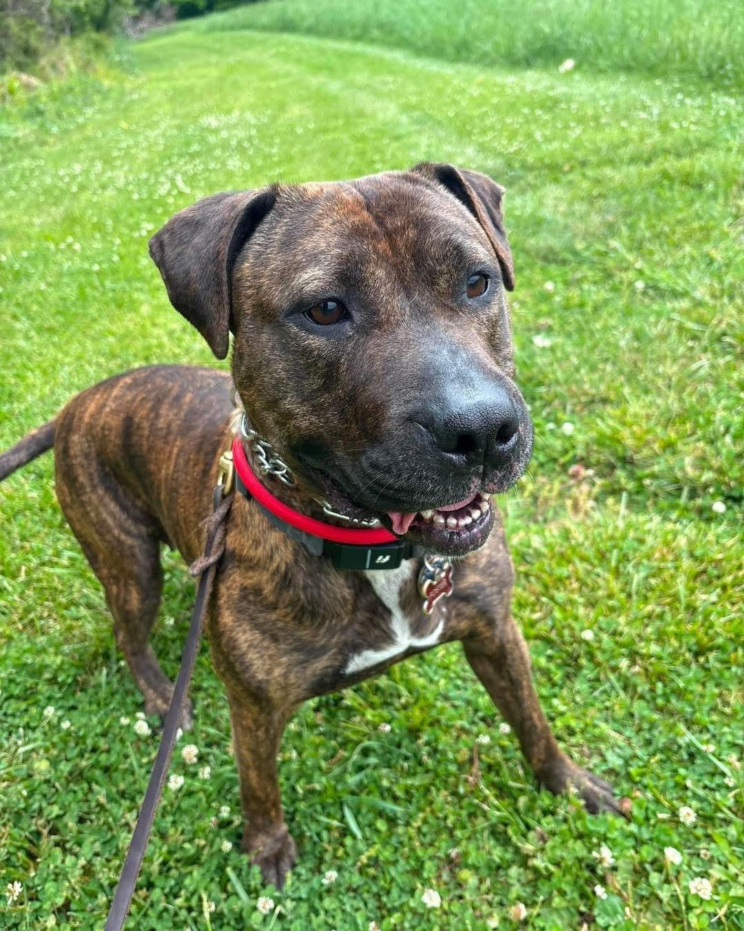 Cameron, a Adoptable mixed breed in Essex, MD image 4/6