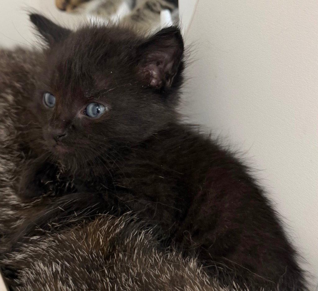 26-287 Catamari, Adoptable, Kitten Male Domestic Short Hair.