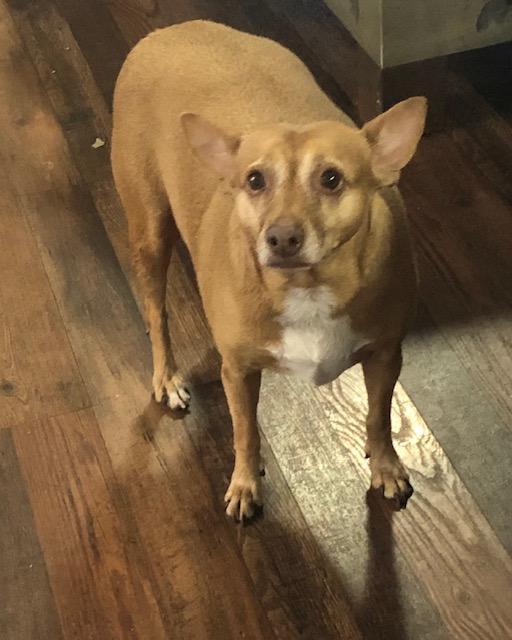 Momma, Adoptable, Senior Female Pit Bull Terrier.