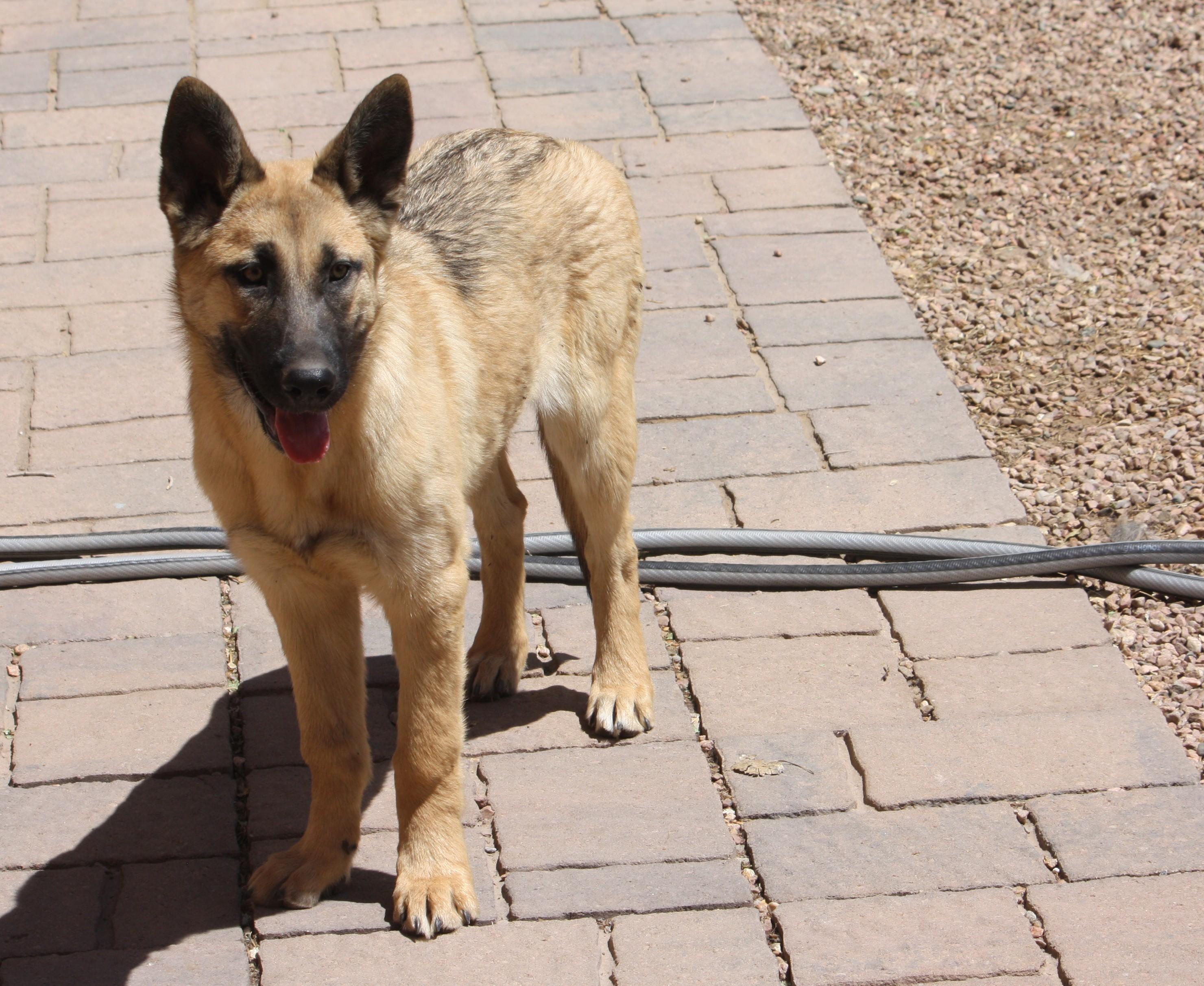 Ella, adopted, Puppy Female German Shepherd Dog.