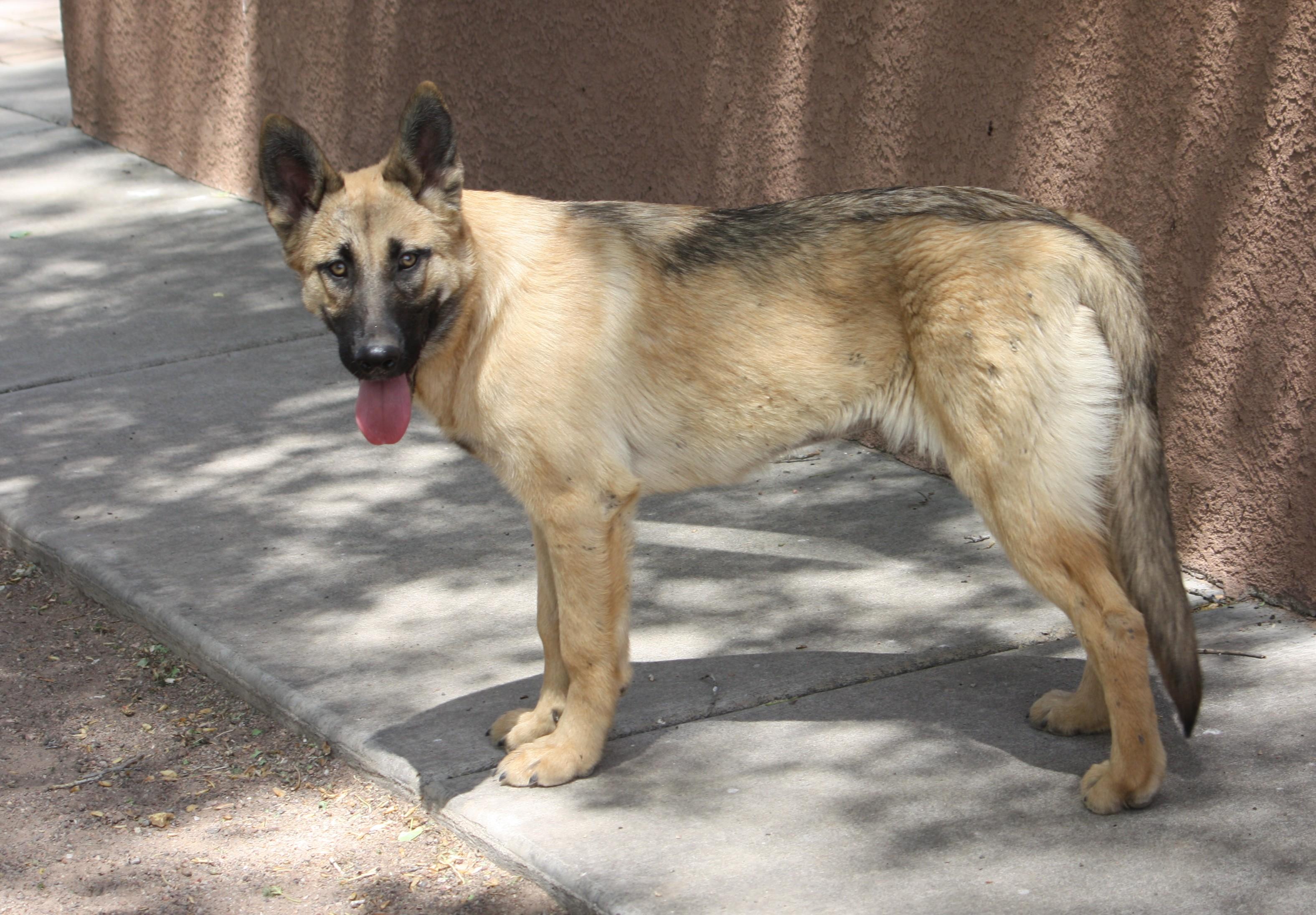 Ella, an adopted German Shepherd Dog in Albuquerque, NM image 4/4