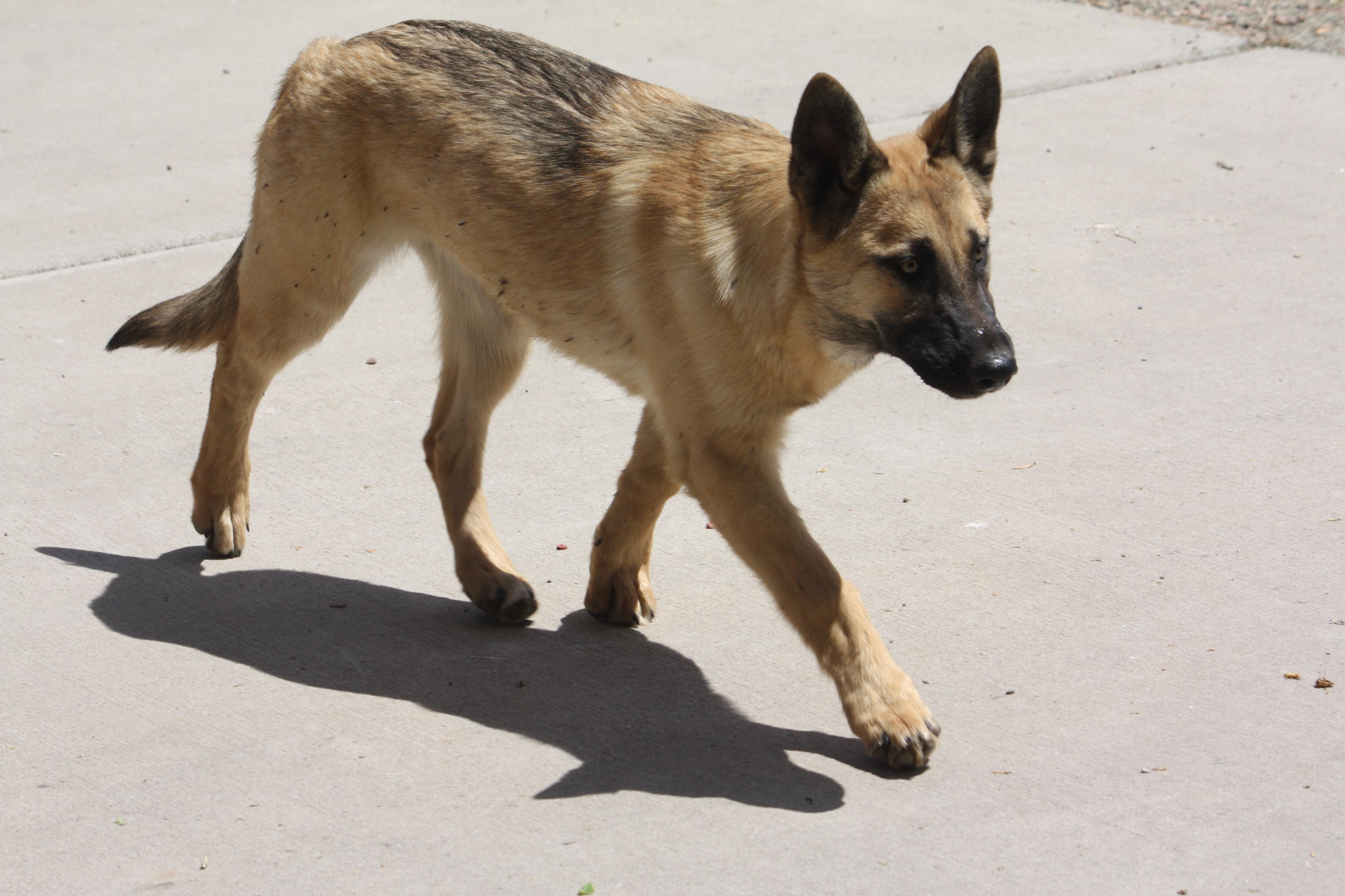 Ella, an adopted German Shepherd Dog in Albuquerque, NM image 2/4
