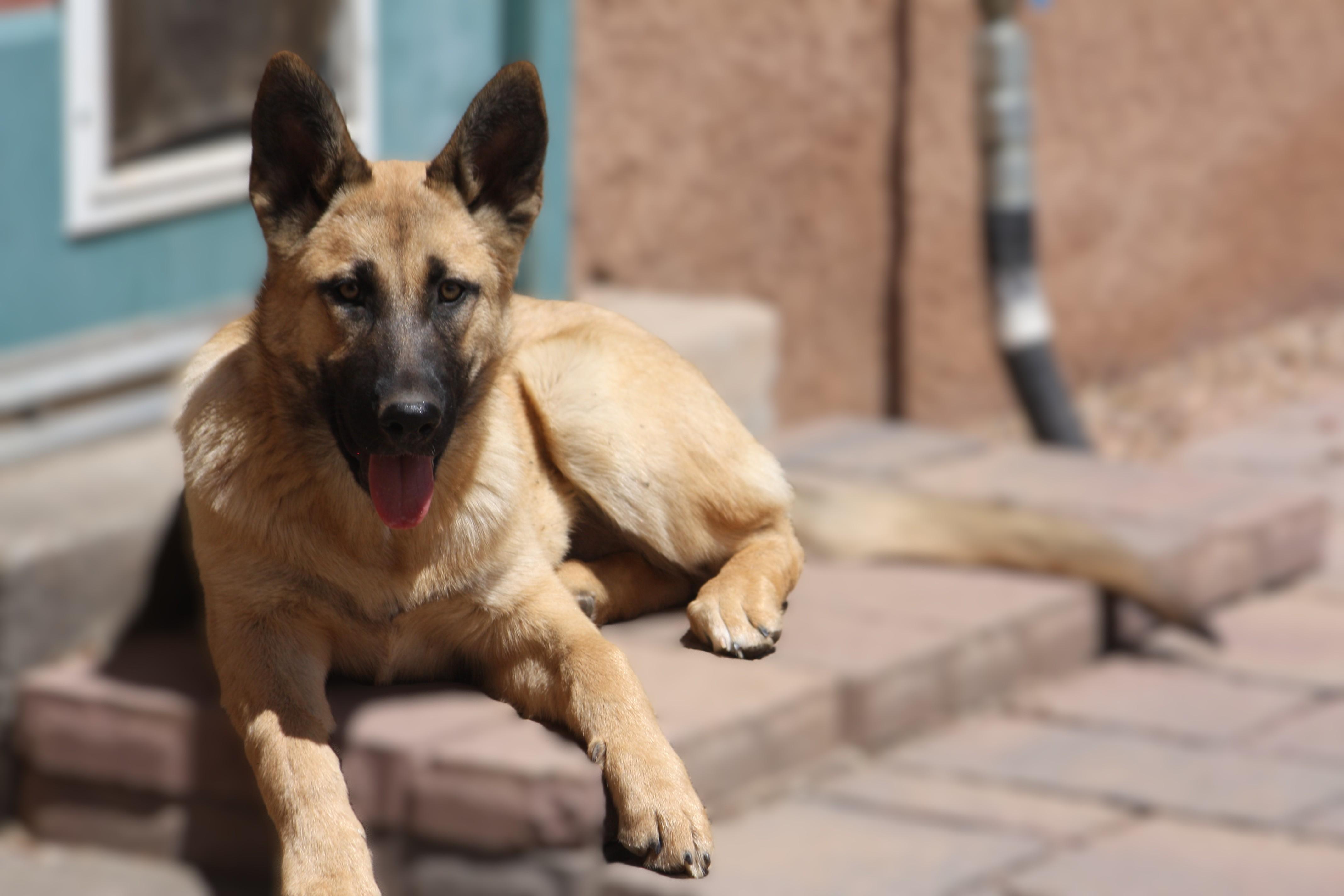 Ella, an adopted German Shepherd Dog in Albuquerque, NM image 3/4
