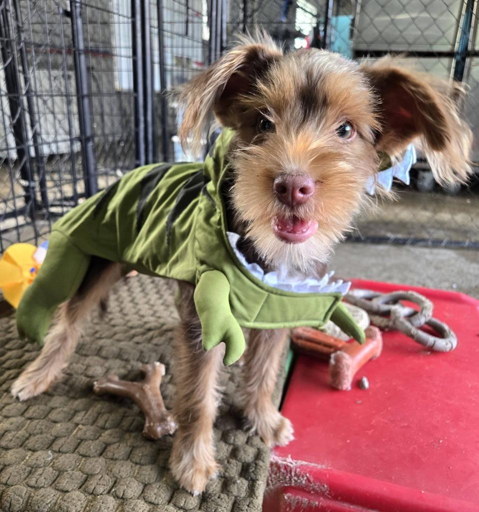 Sundance Kid, Adoptable, Puppy Male Yorkshire Terrier & Poodle.