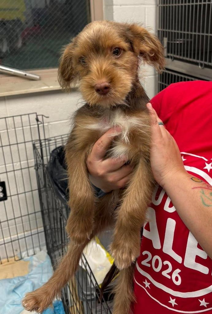 Enlarge Sundance Kid, a Adoptable mixed breed in Warren, MI image 2/3