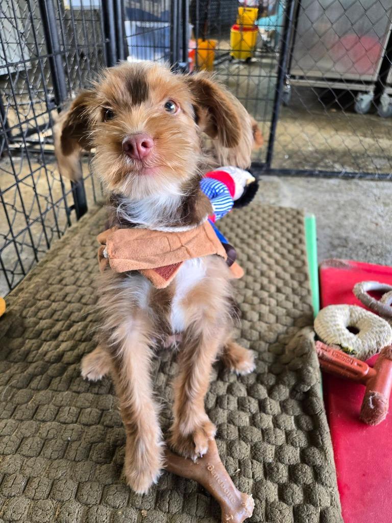 Enlarge Sundance Kid, a Adoptable mixed breed in Warren, MI image 3/3