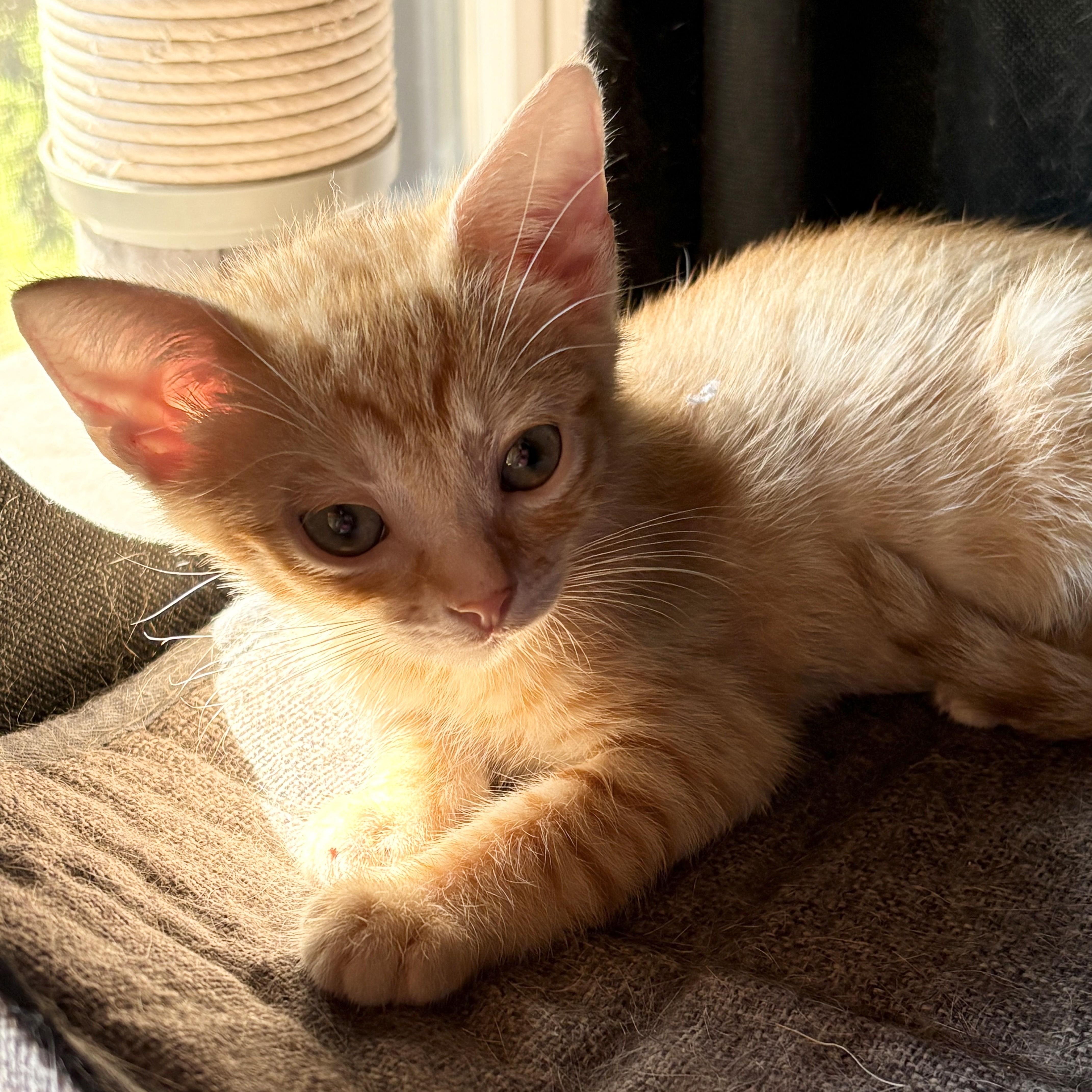 Enlarge Lenny & Patches, a Adoptable Domestic Short Hair in Charlotte, NC image 3/4