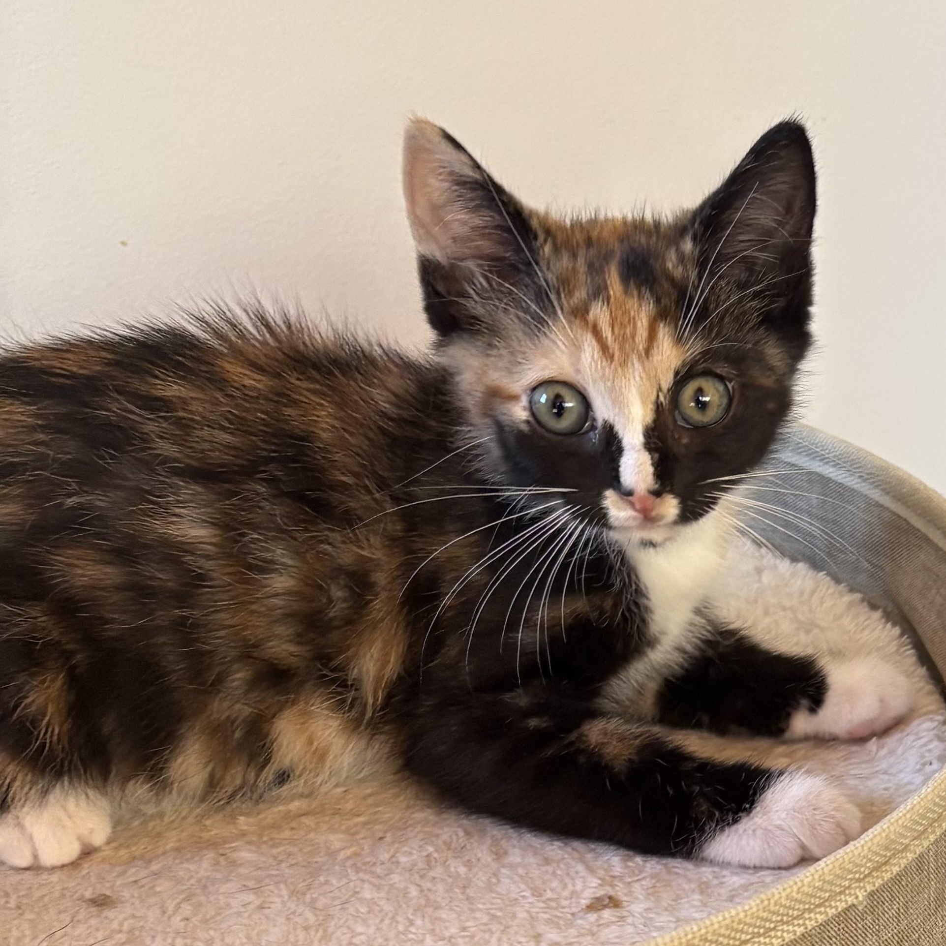 Enlarge Lenny & Patches, a Adoptable Domestic Short Hair in Charlotte, NC image 4/4