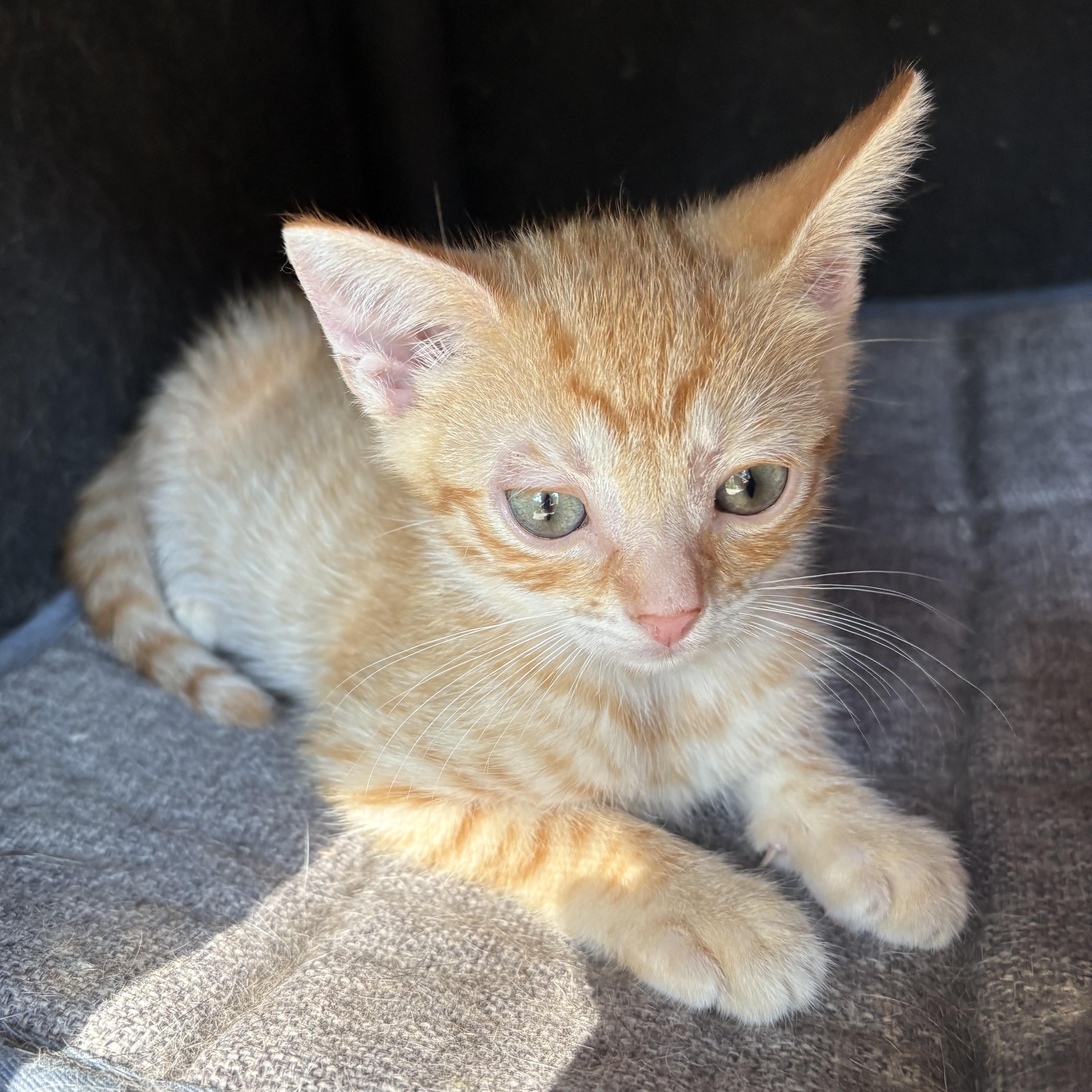 Enlarge Lenny & Patches, a Adoptable Domestic Short Hair in Charlotte, NC image 2/4