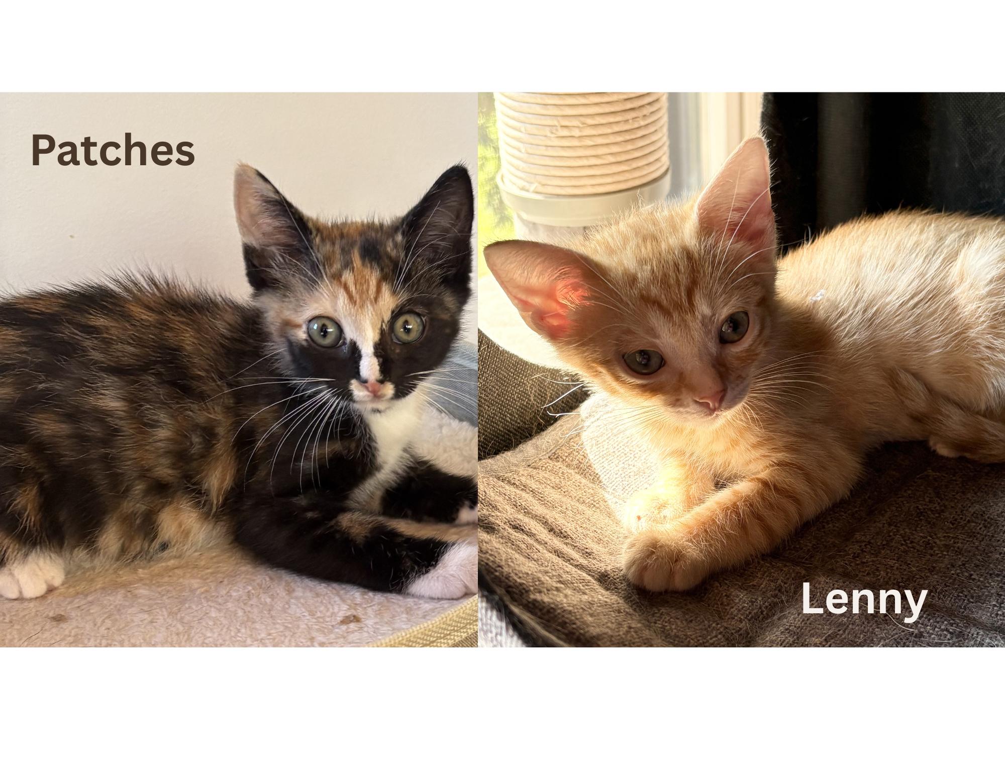 Enlarge Lenny & Patches, a Adoptable Domestic Short Hair in Charlotte, NC image 1/4