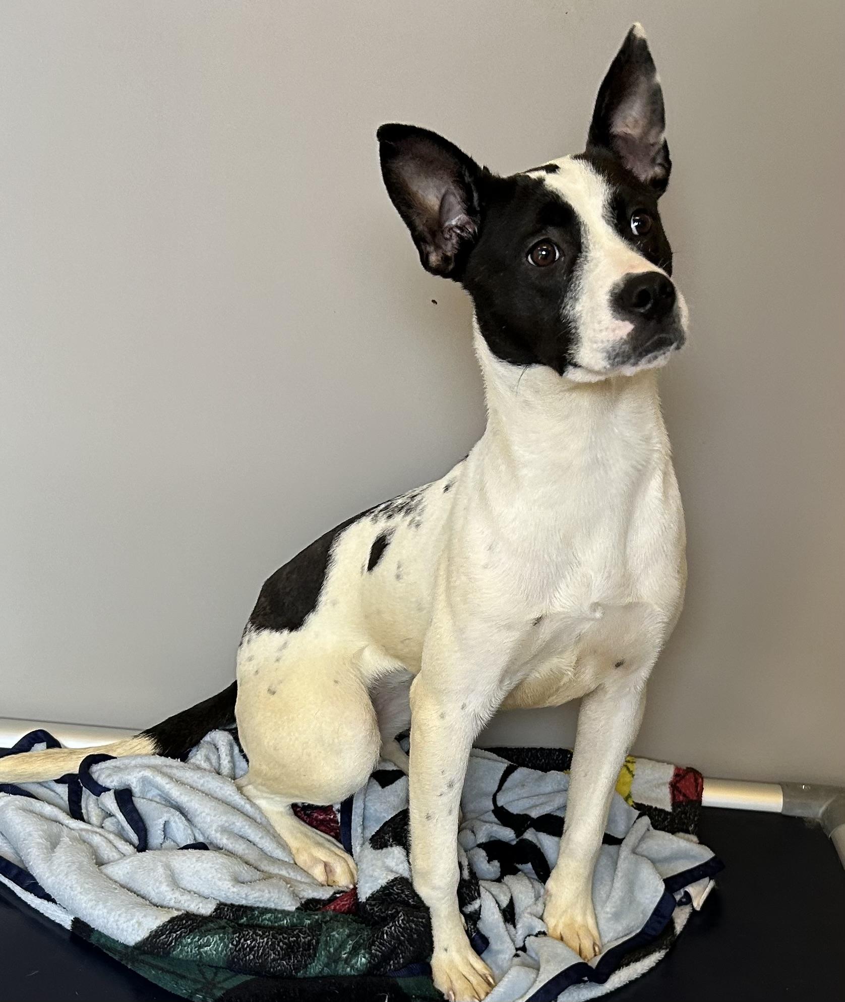 Naomi, adopted, Adult Female Terrier.