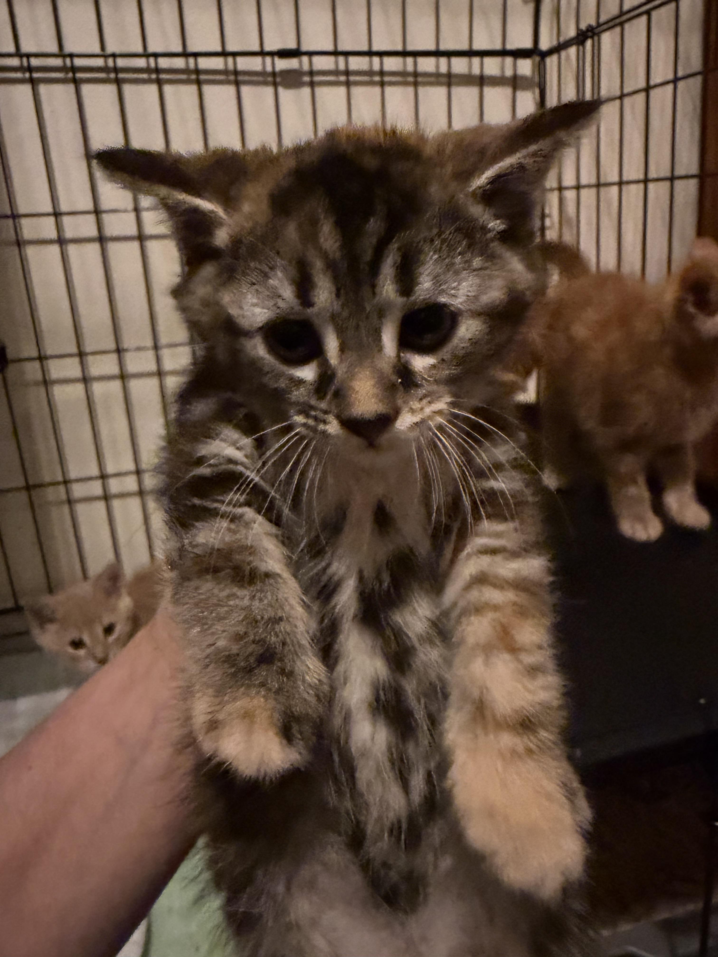 Brandi, adopted, Kitten Female Domestic Short Hair.