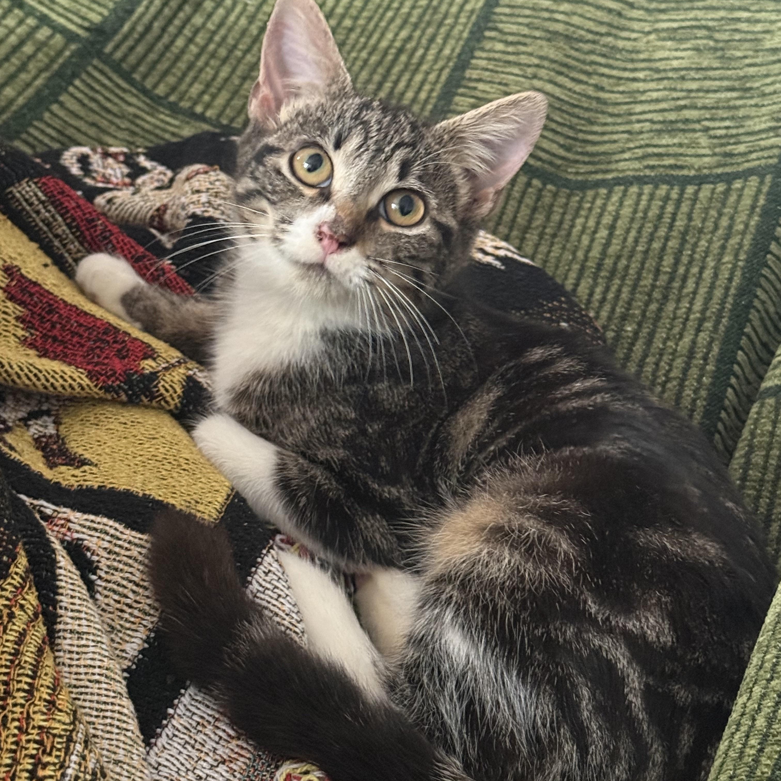 Twiggy, a Adoptable Domestic Short Hair in Pearland, TX image 2/5